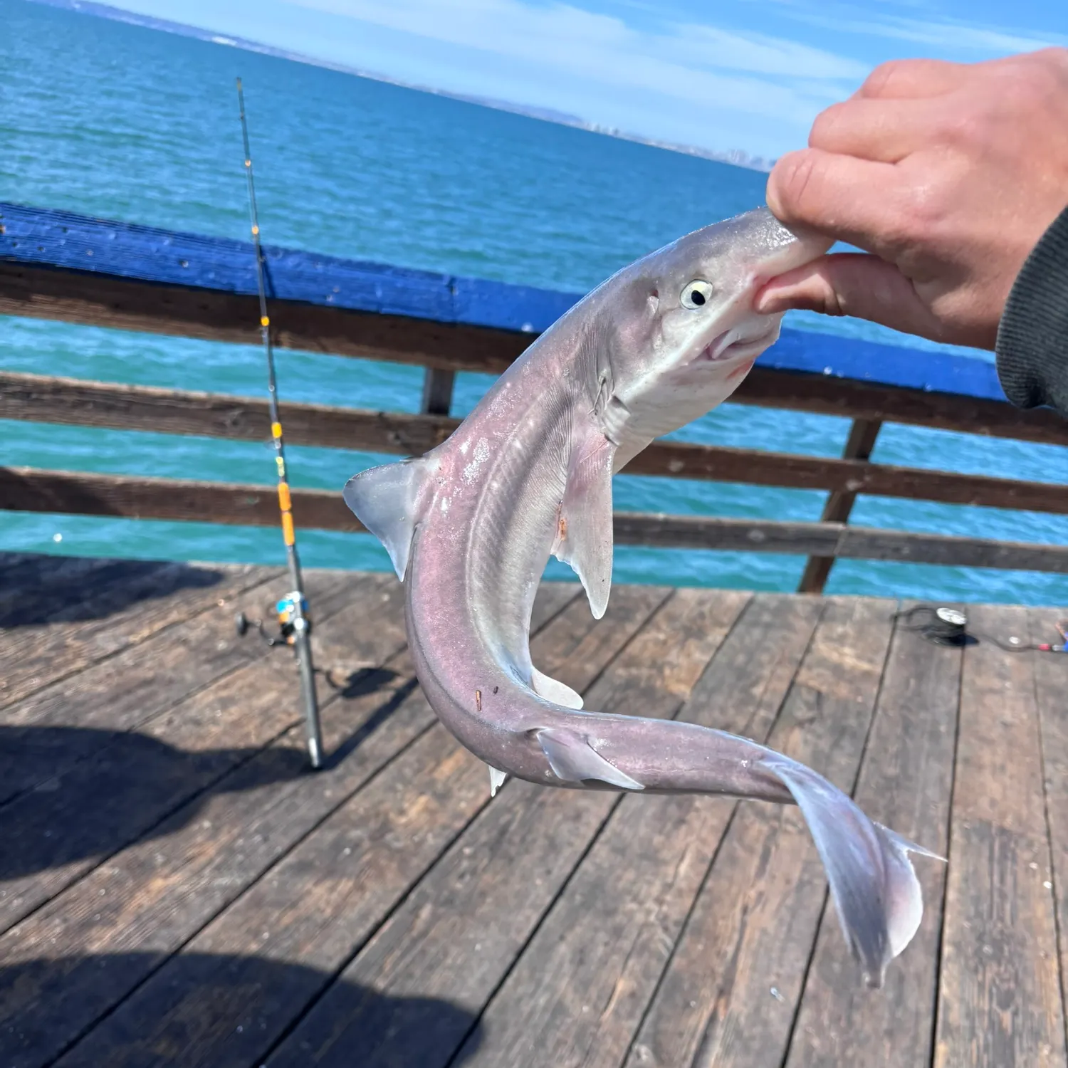 The most recent Pacific spiny dogfish catches on Fishbrain