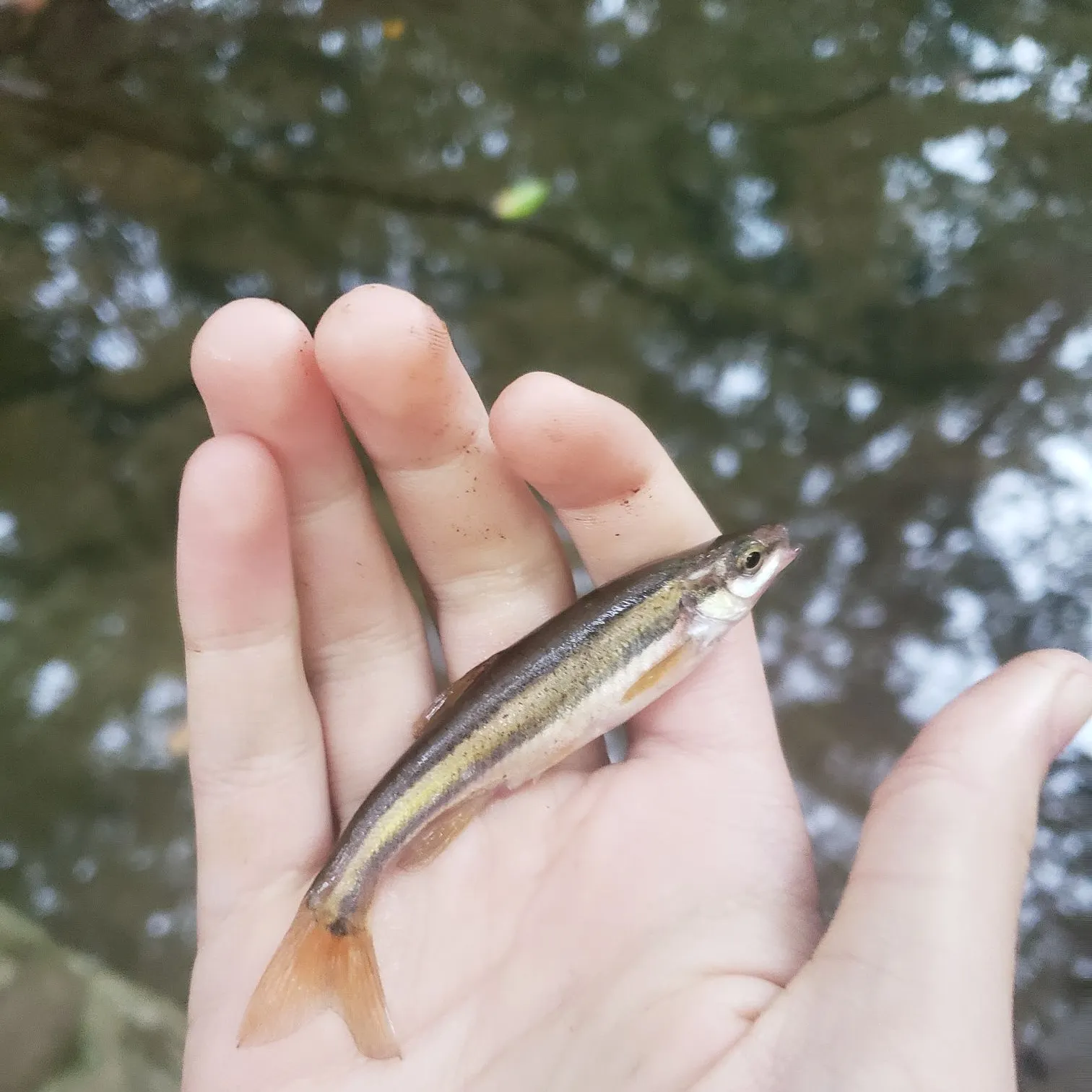 The most recent Eastern blacknose dace catches on Fishbrain