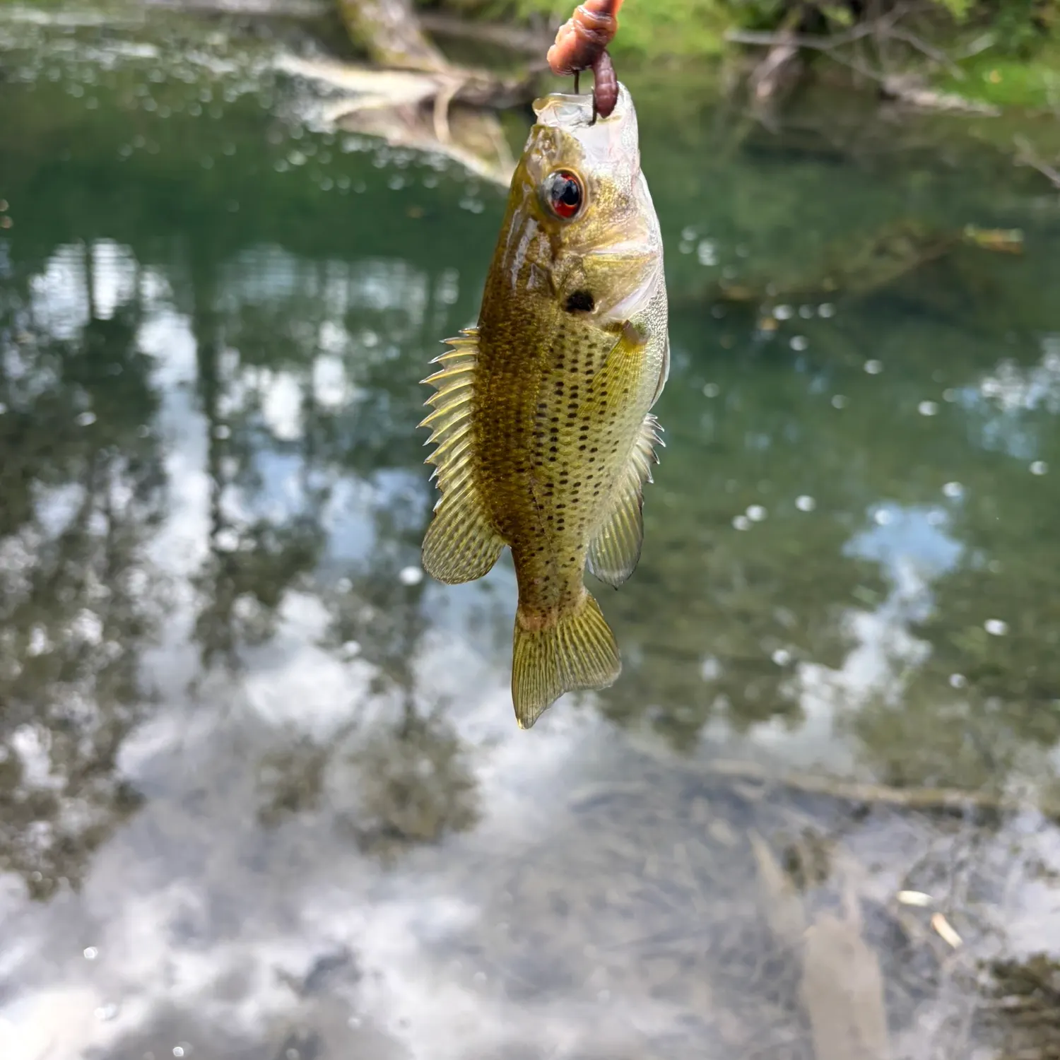 Rock bass caught on Fishbrain