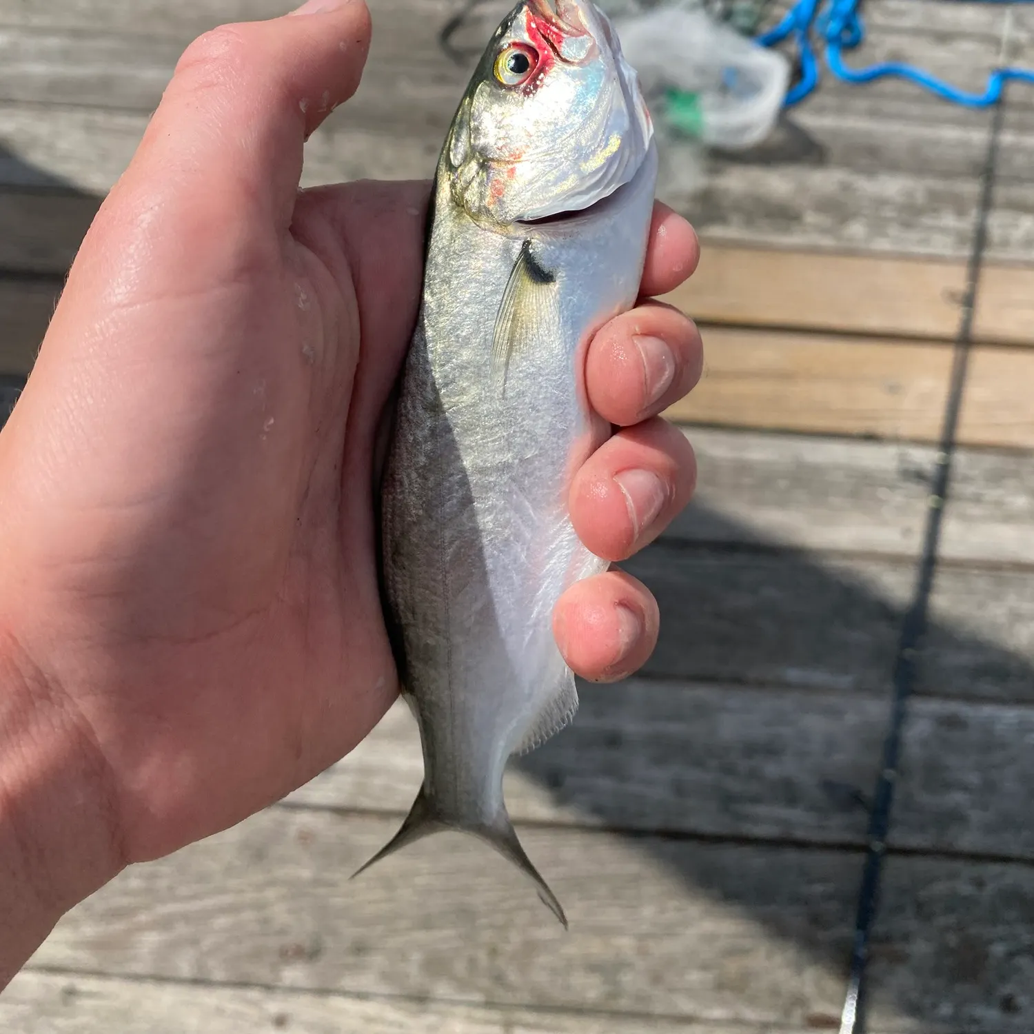 Bluefish caught on Fishbrain