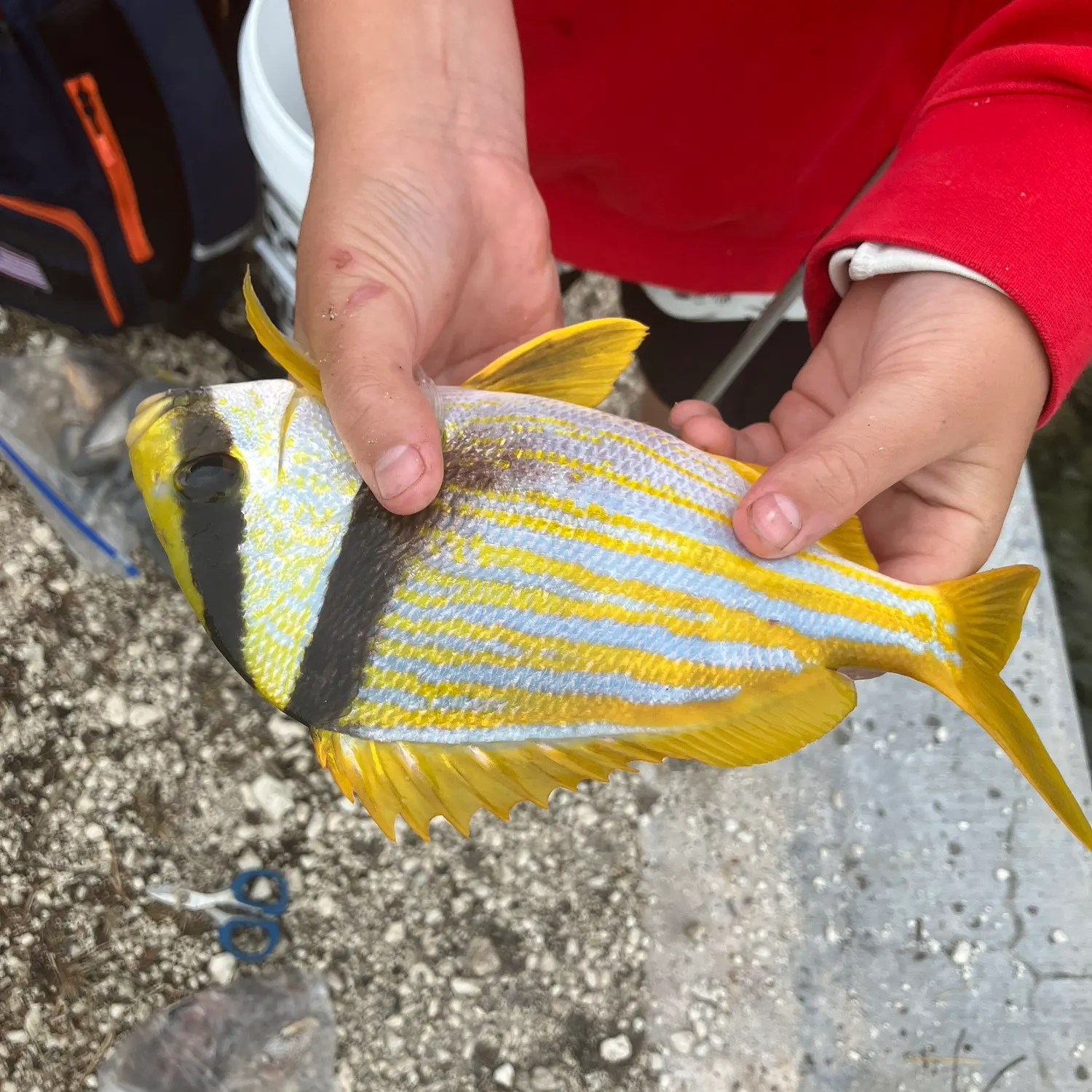 The most recent Atlantic porkfish catches on Fishbrain