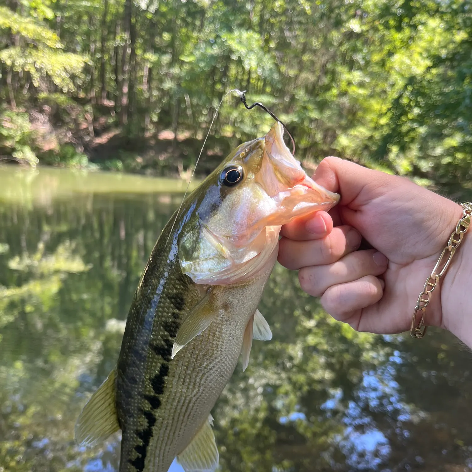 Spotted bass caught on Fishbrain
