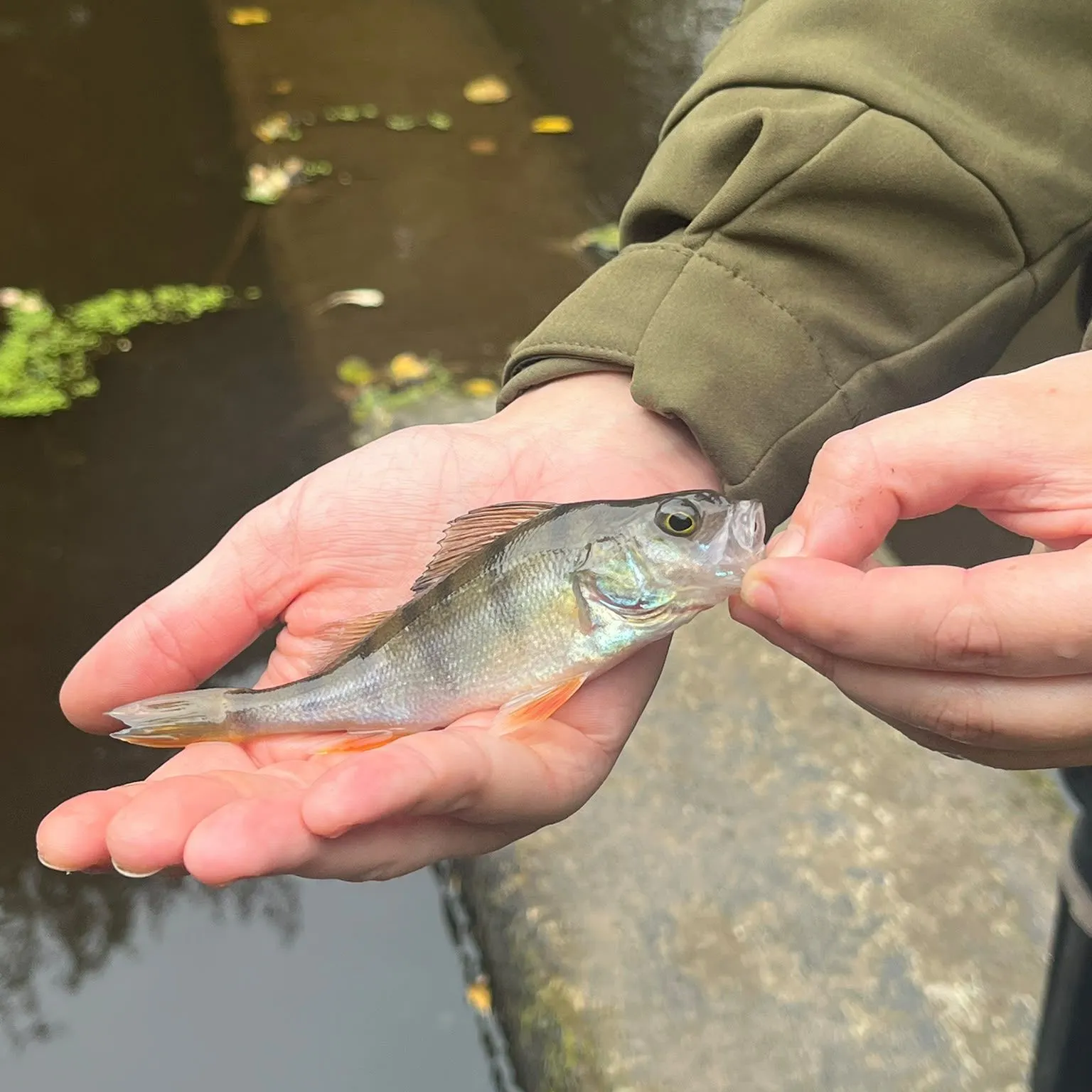 European perch caught on Fishbrain