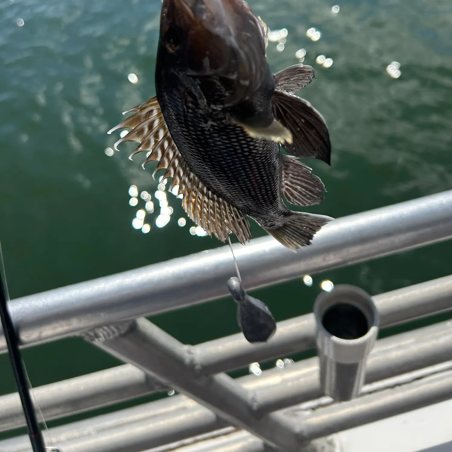 Black sea bass caught on Fishbrain