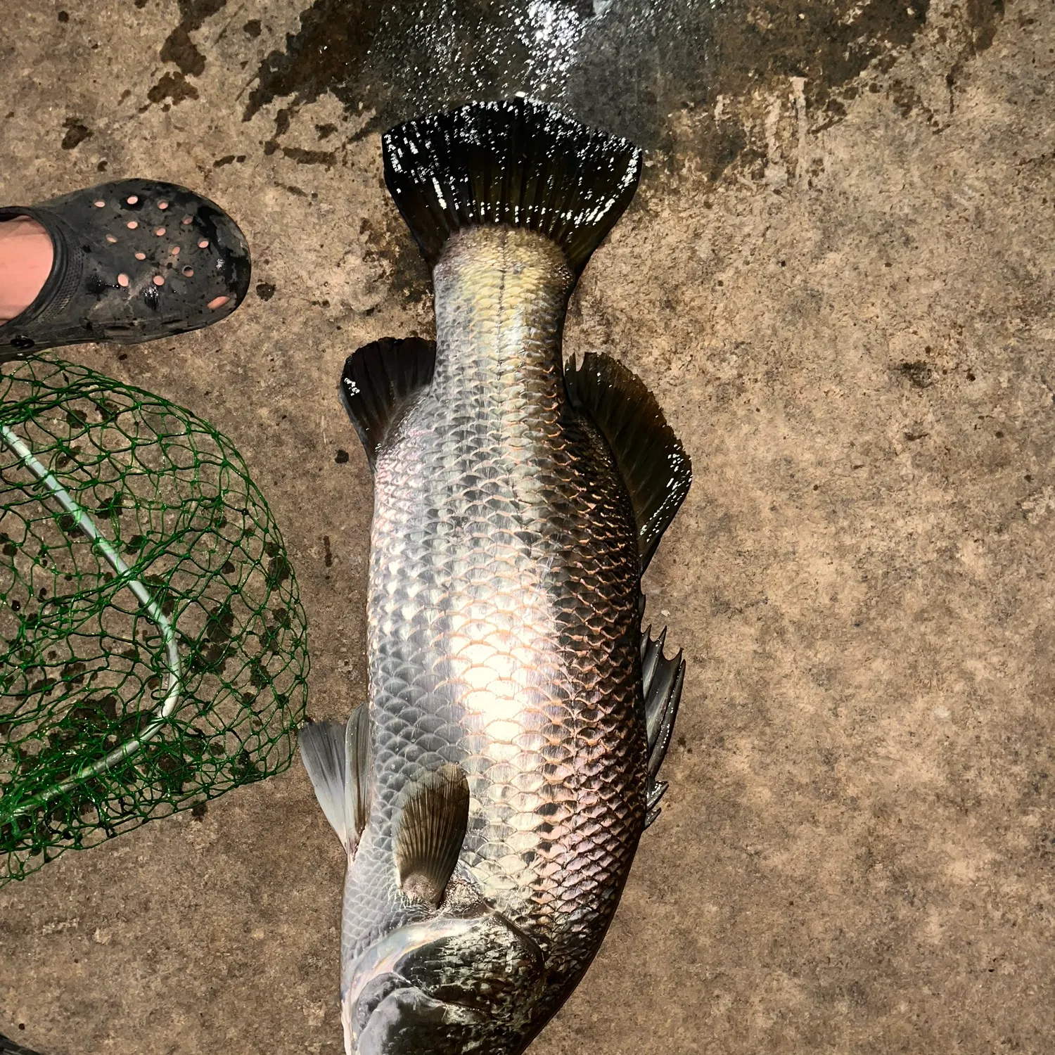 The most recent Barramundi catches on Fishbrain