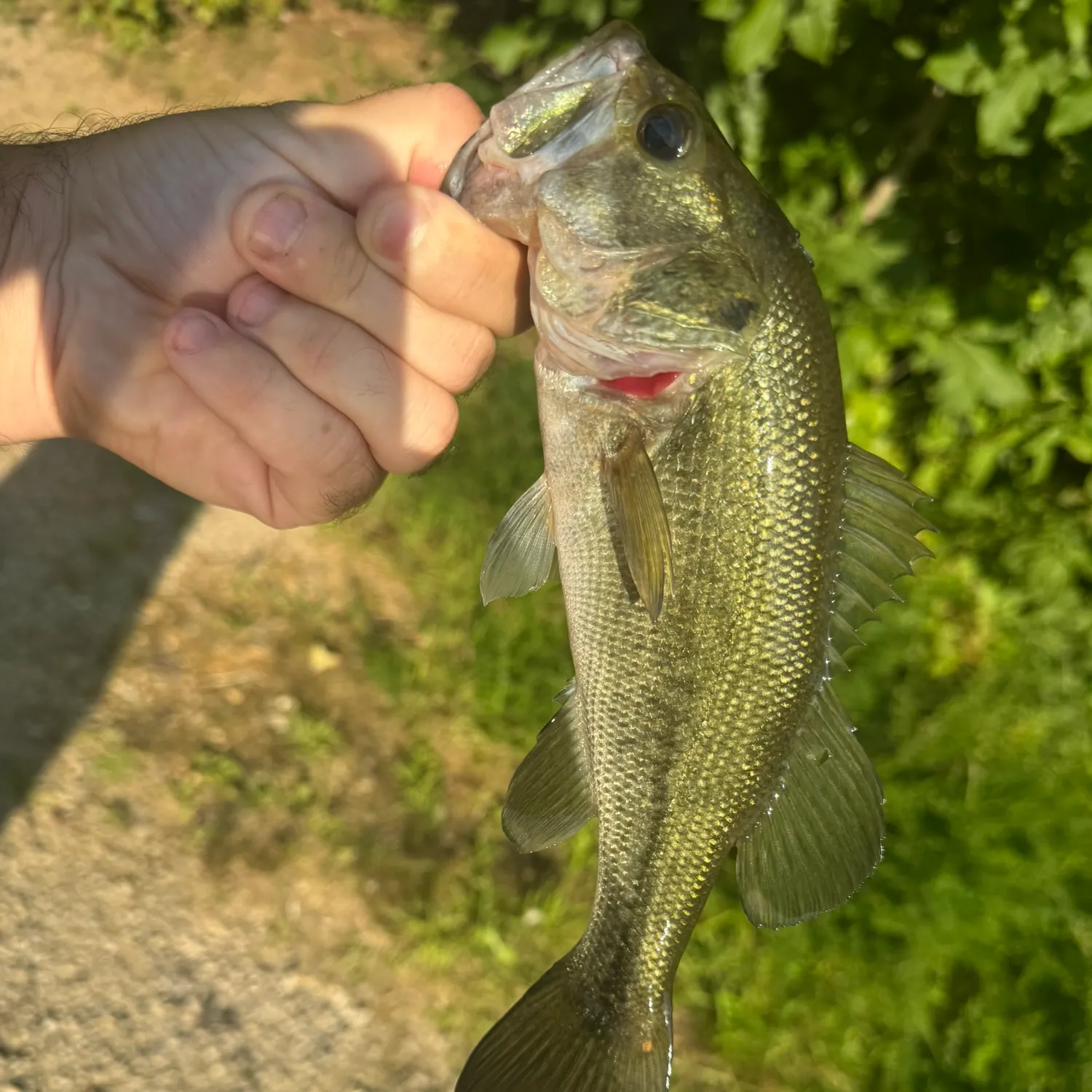Largemouth bass caught on Fishbrain