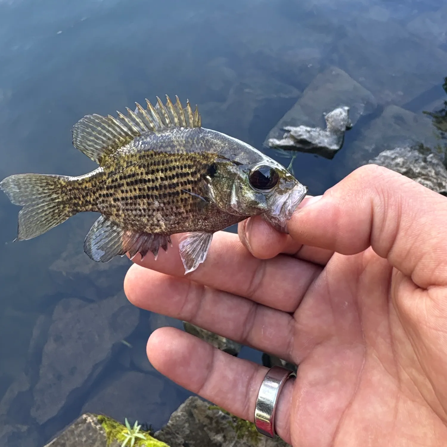 Rock bass caught on Fishbrain