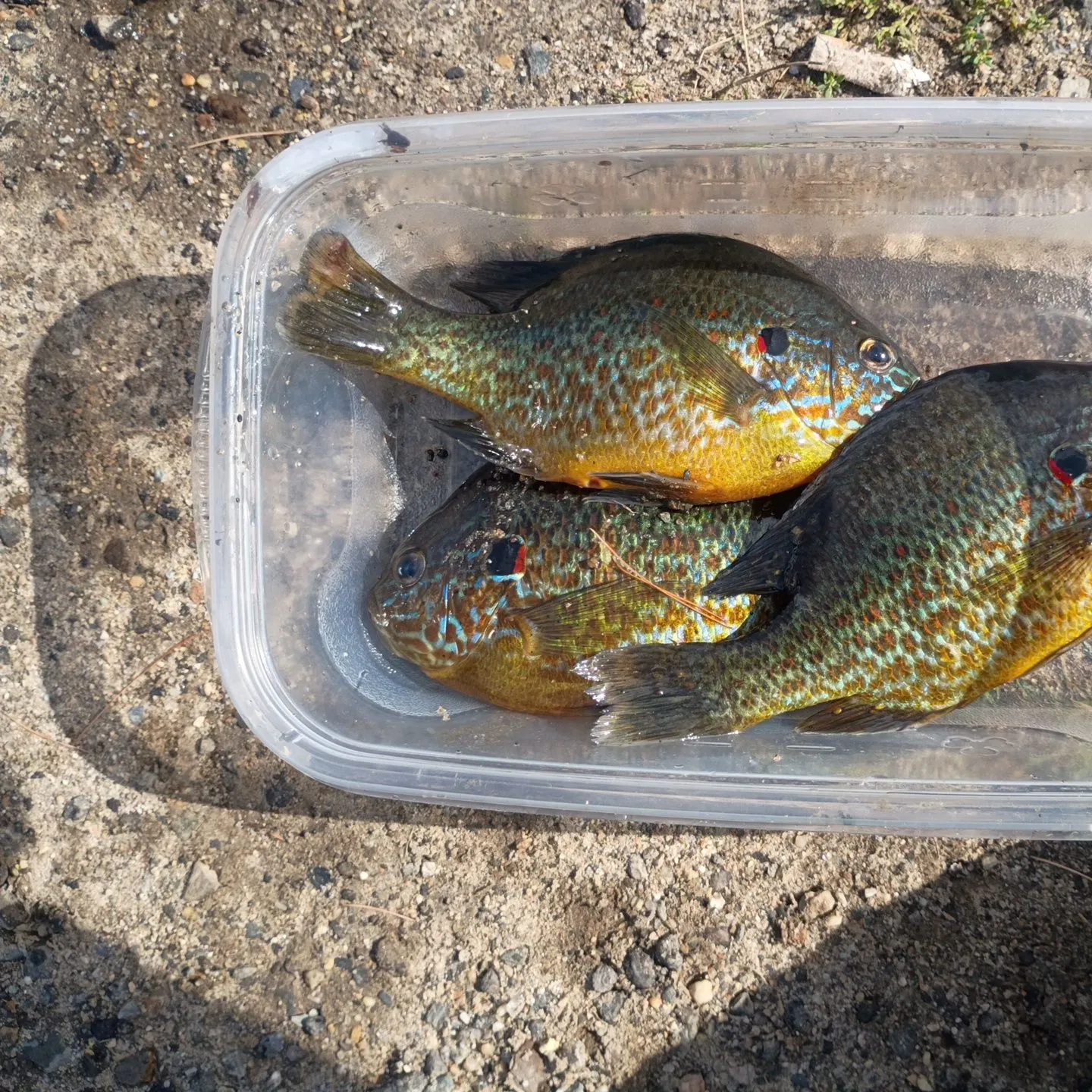 Pumpkinseed caught on Fishbrain