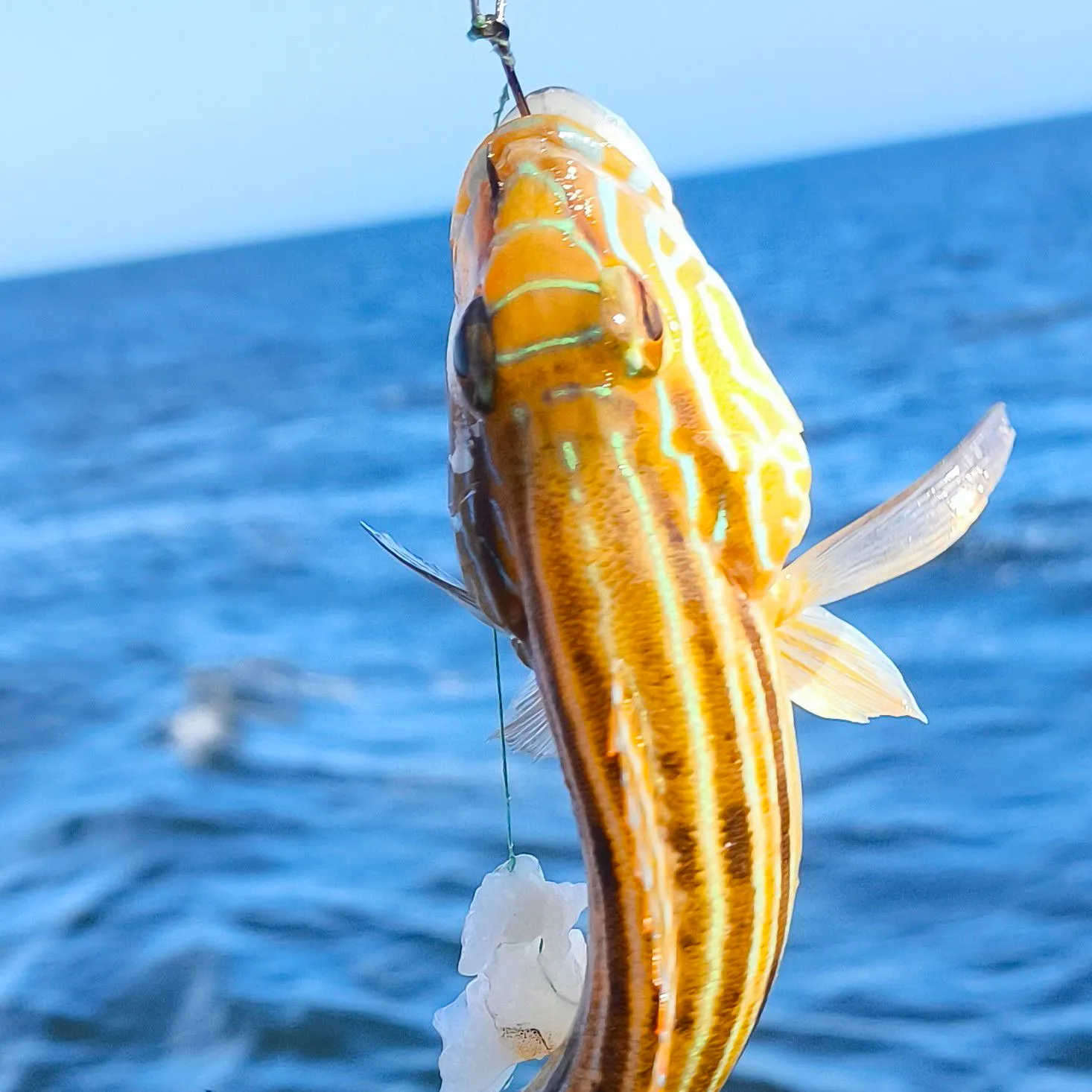 The most recent Sand perch catches on Fishbrain