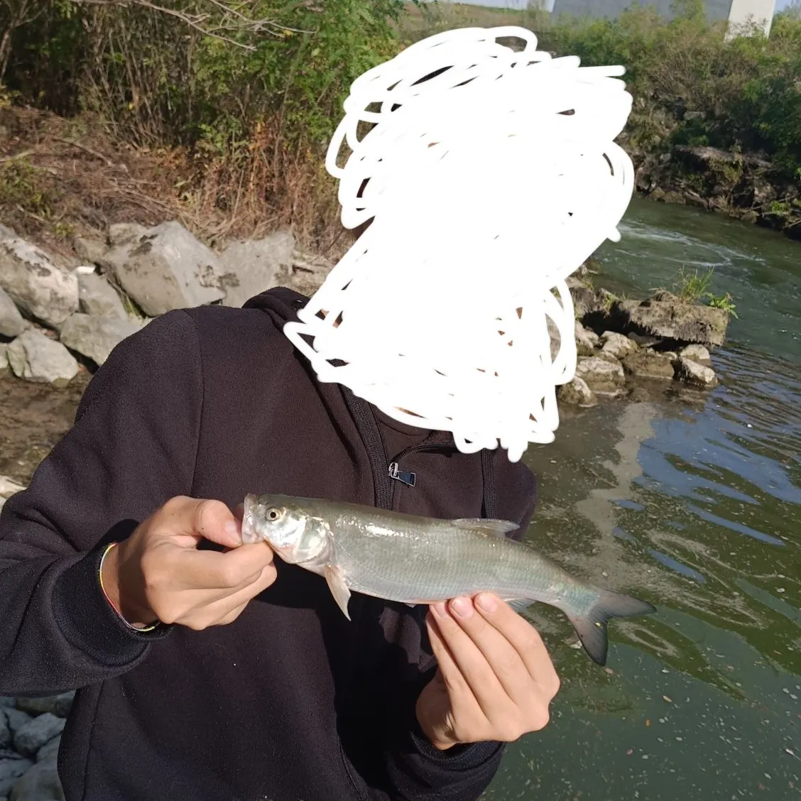 The most recent Asp catches on Fishbrain