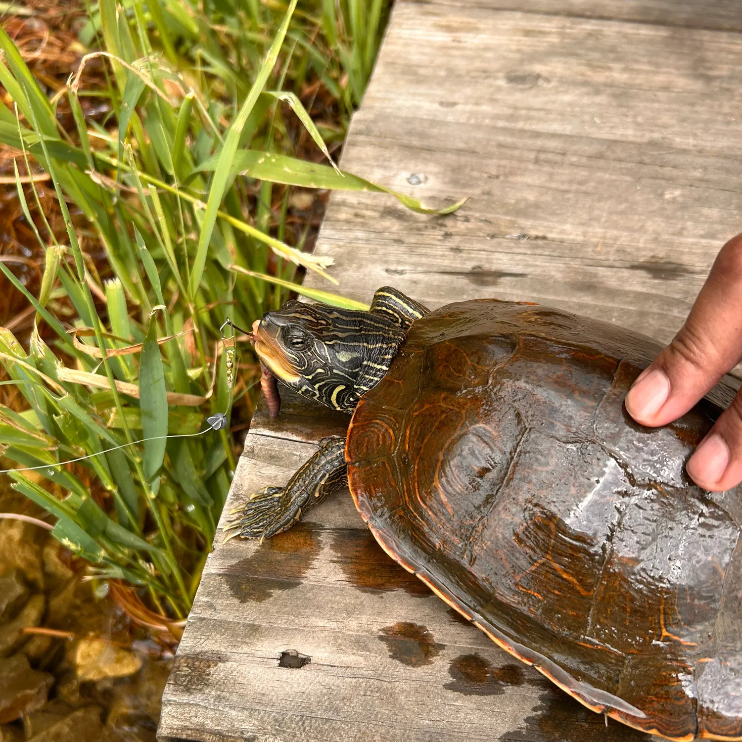 The most recent Pond slider turtle catches on Fishbrain