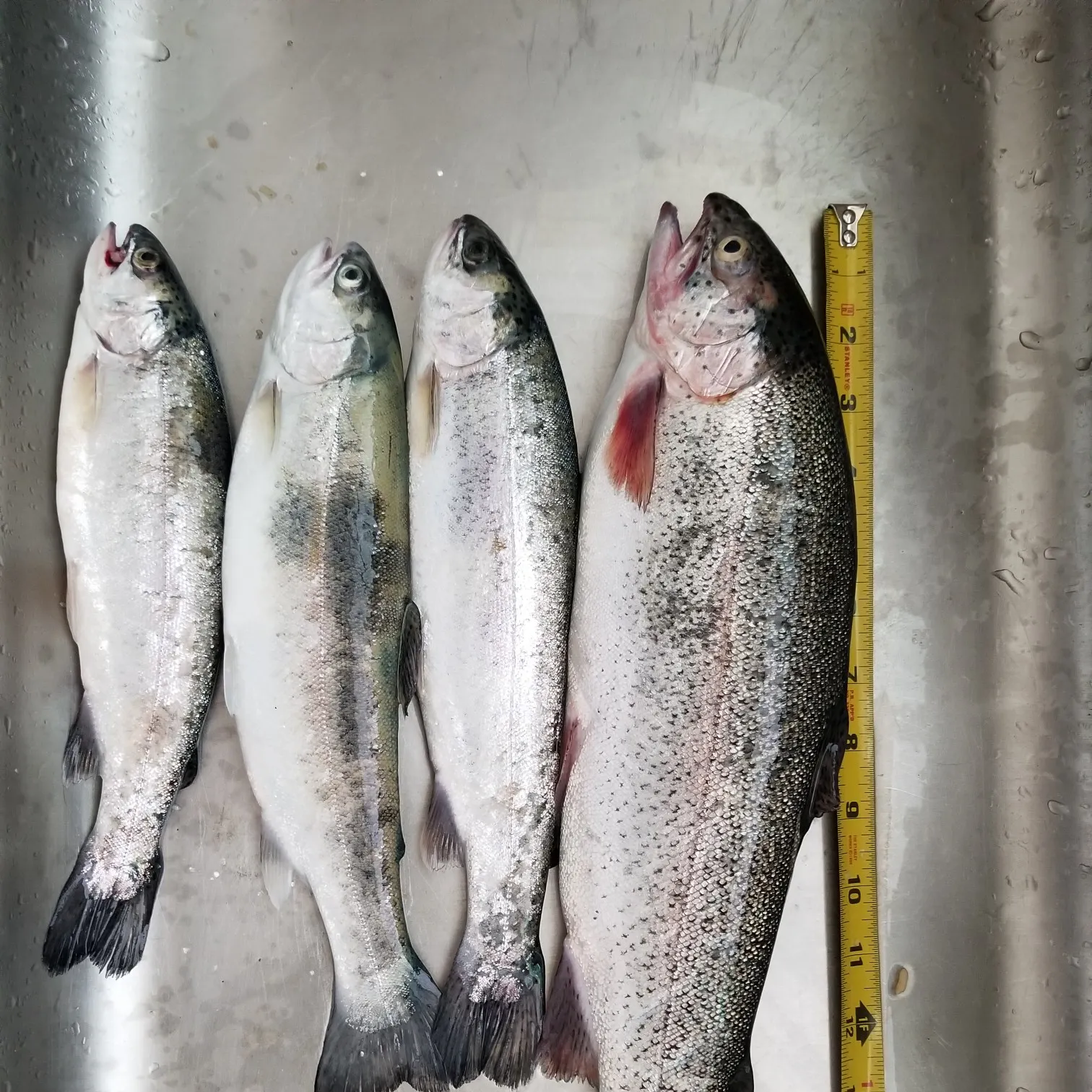 recently logged catches