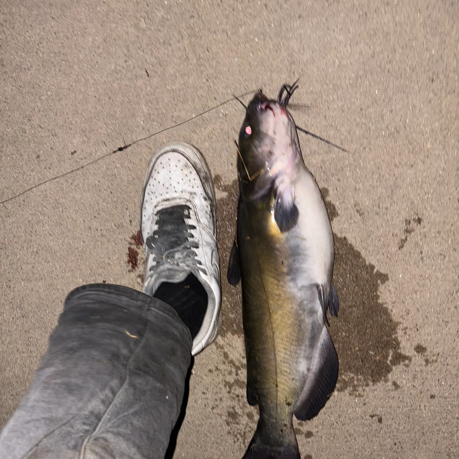 Channel catfish caught on Fishbrain