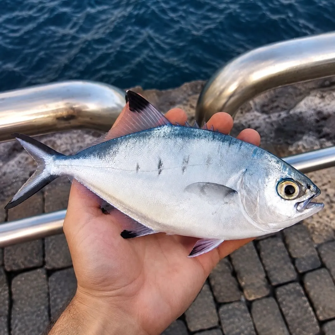 Plain bonito caught on Fishbrain
