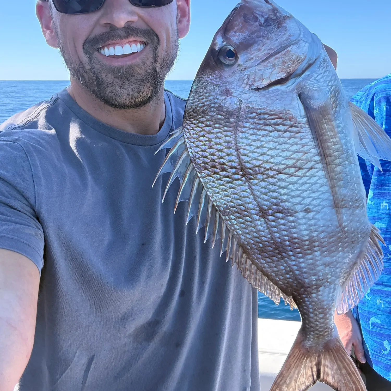 The most recent Pacific porgy catches on Fishbrain