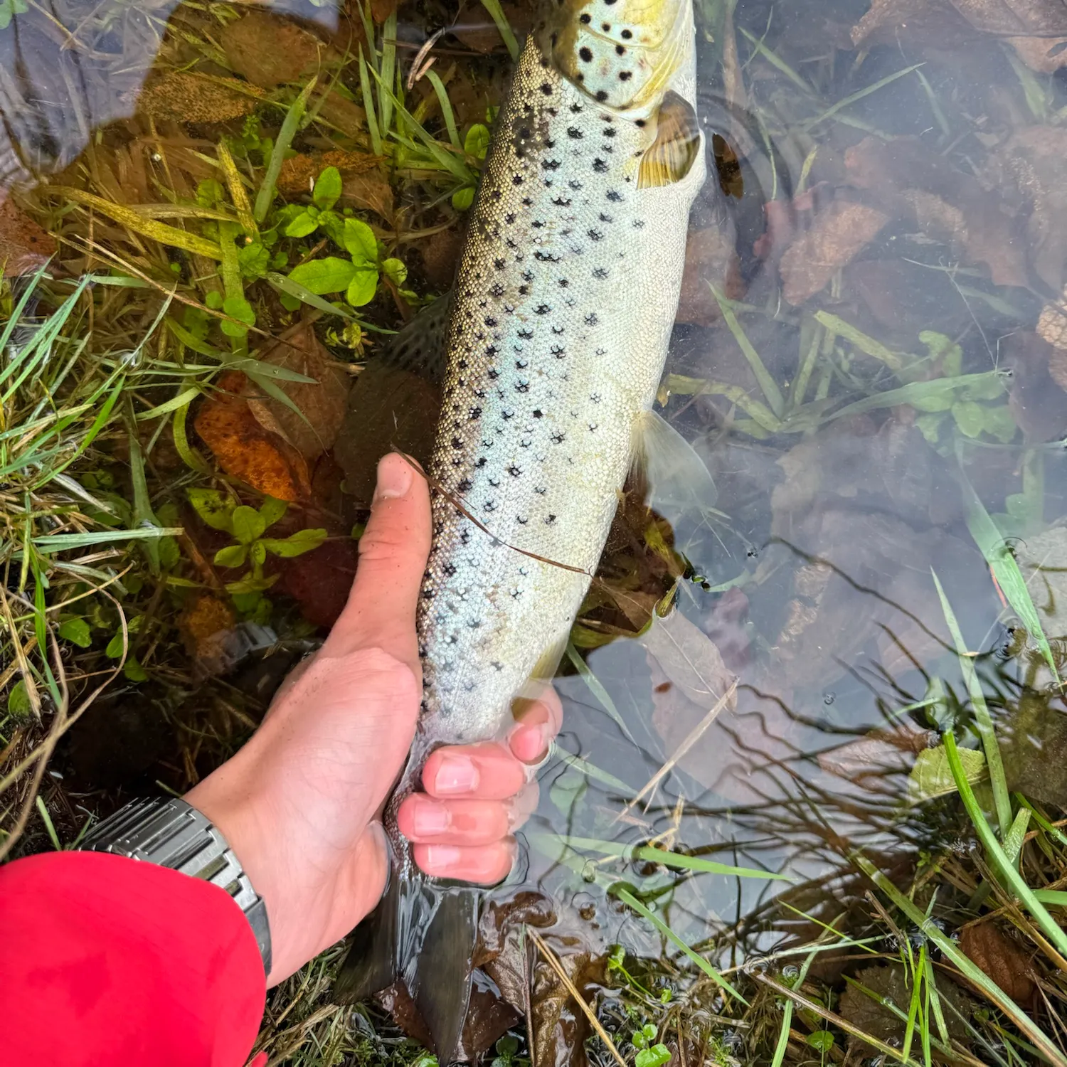 Sea trout caught on Fishbrain
