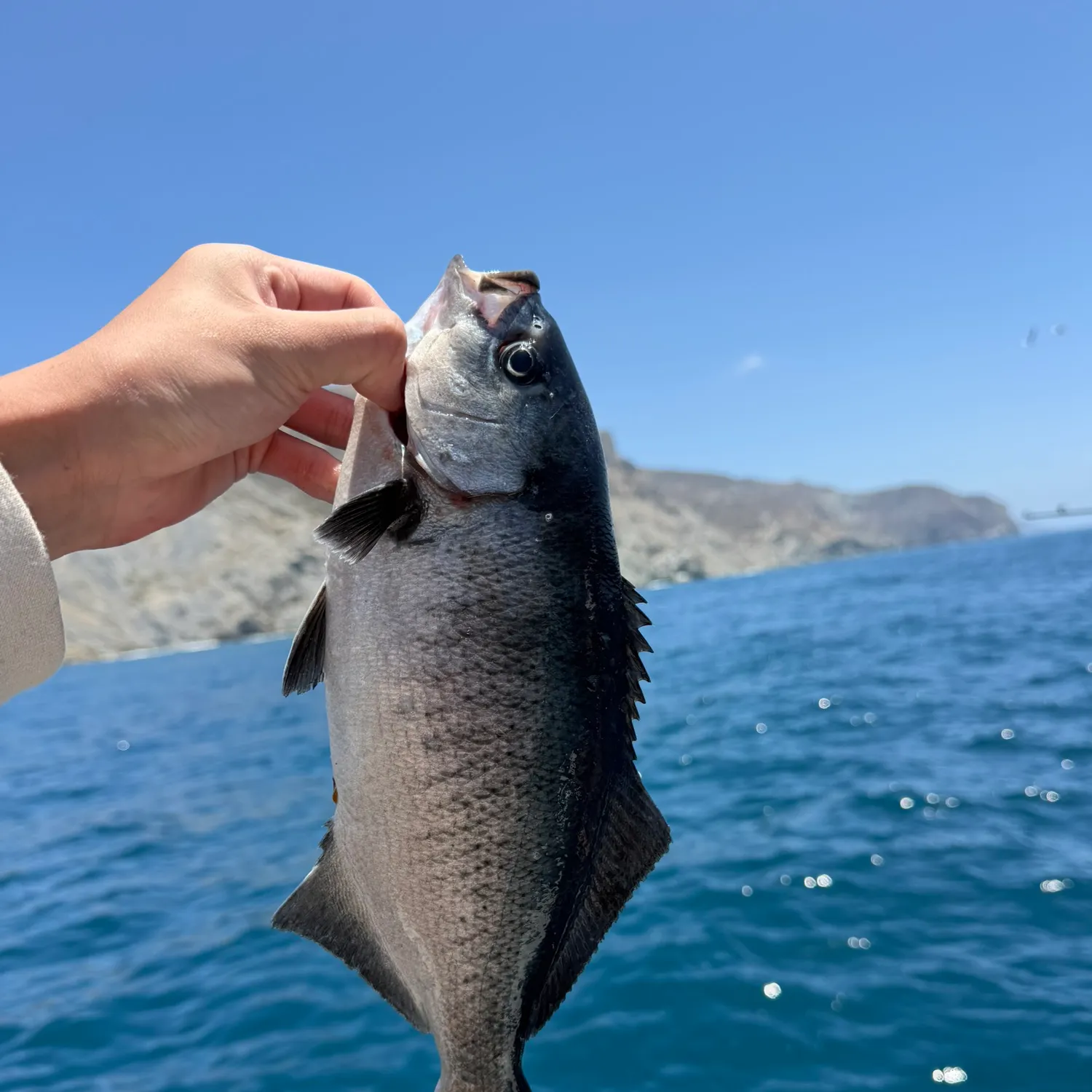 The most recent Halfmoon catches on Fishbrain