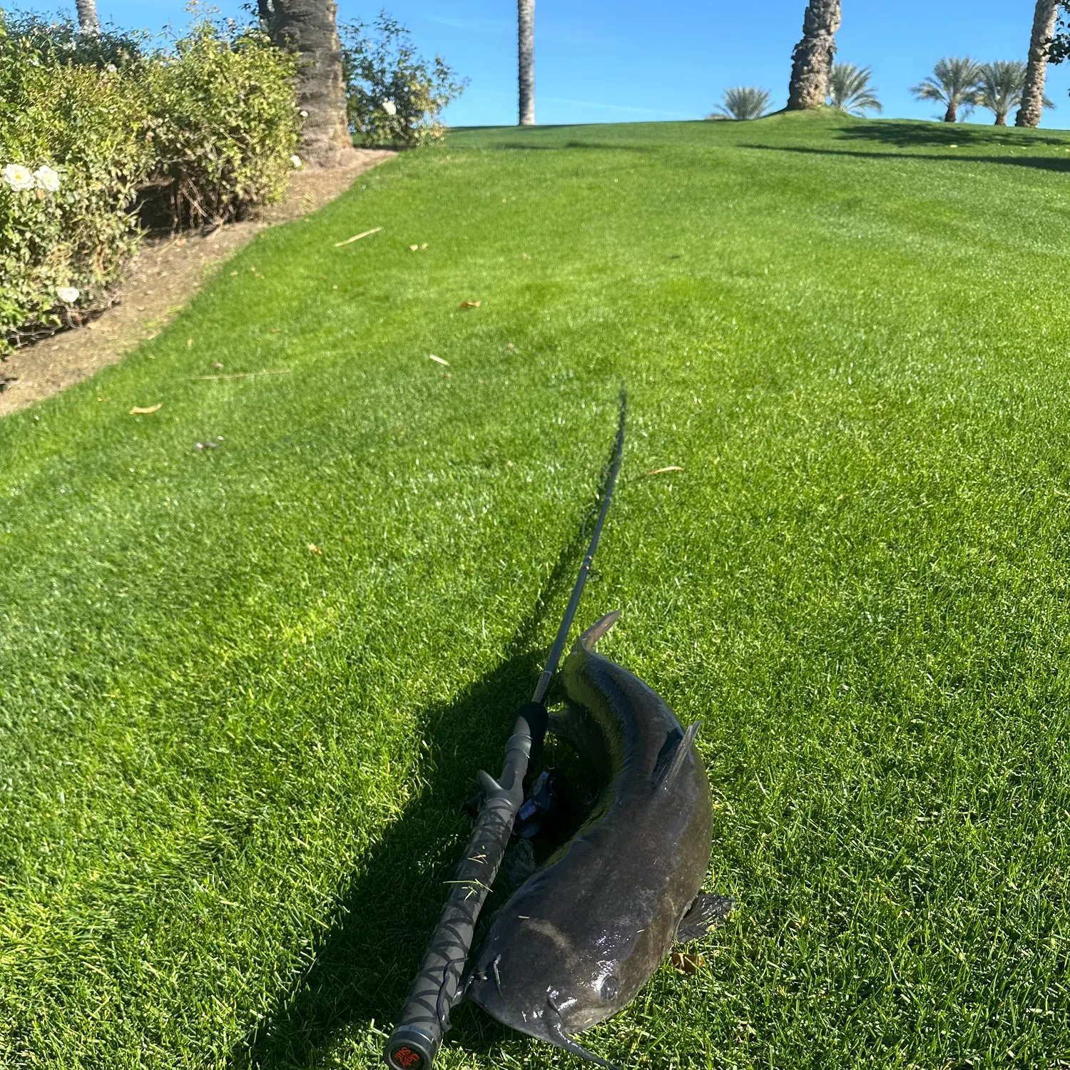 The most recent Black bullhead catches on Fishbrain