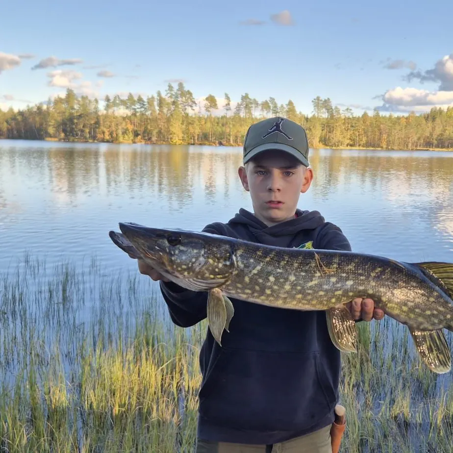 Northern pike caught on Fishbrain