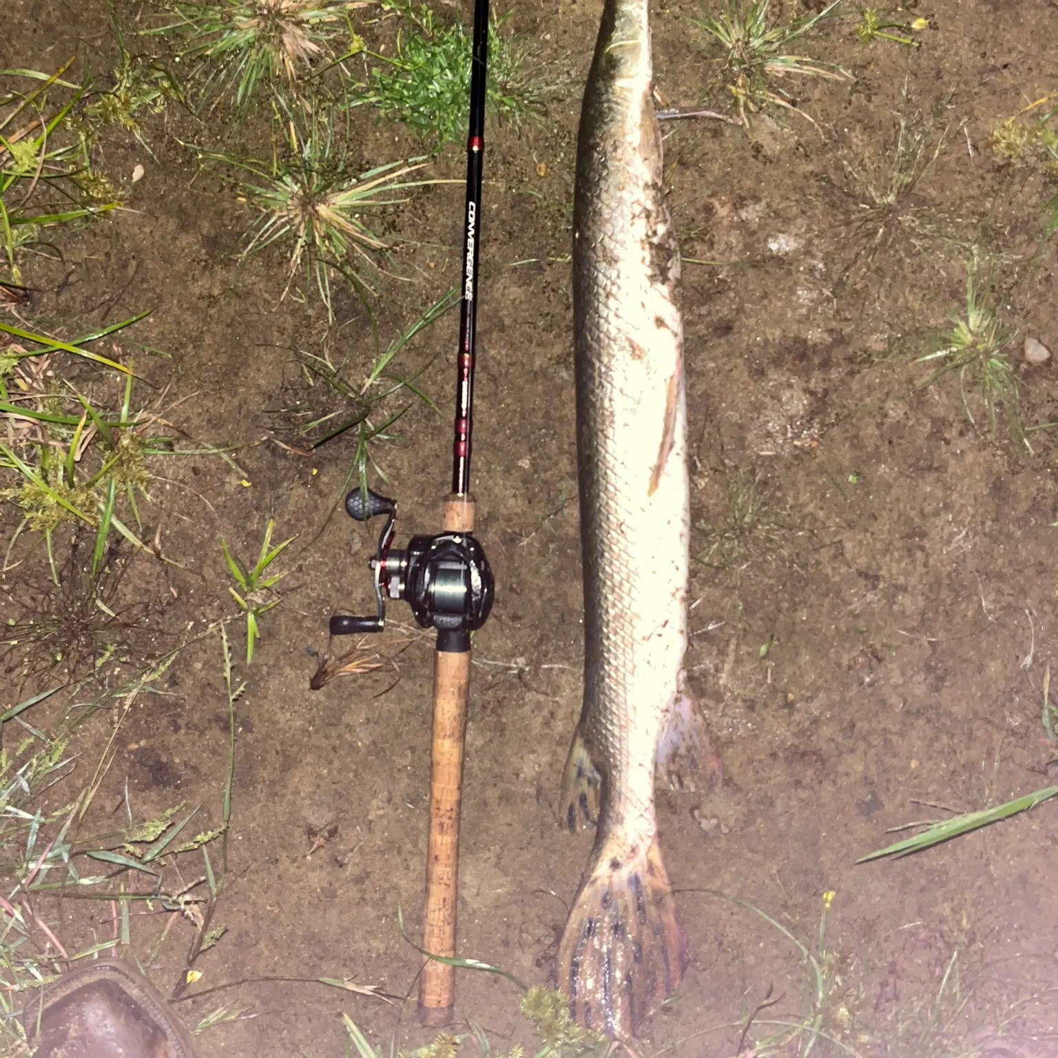 The most recent Longnose gar catches on Fishbrain
