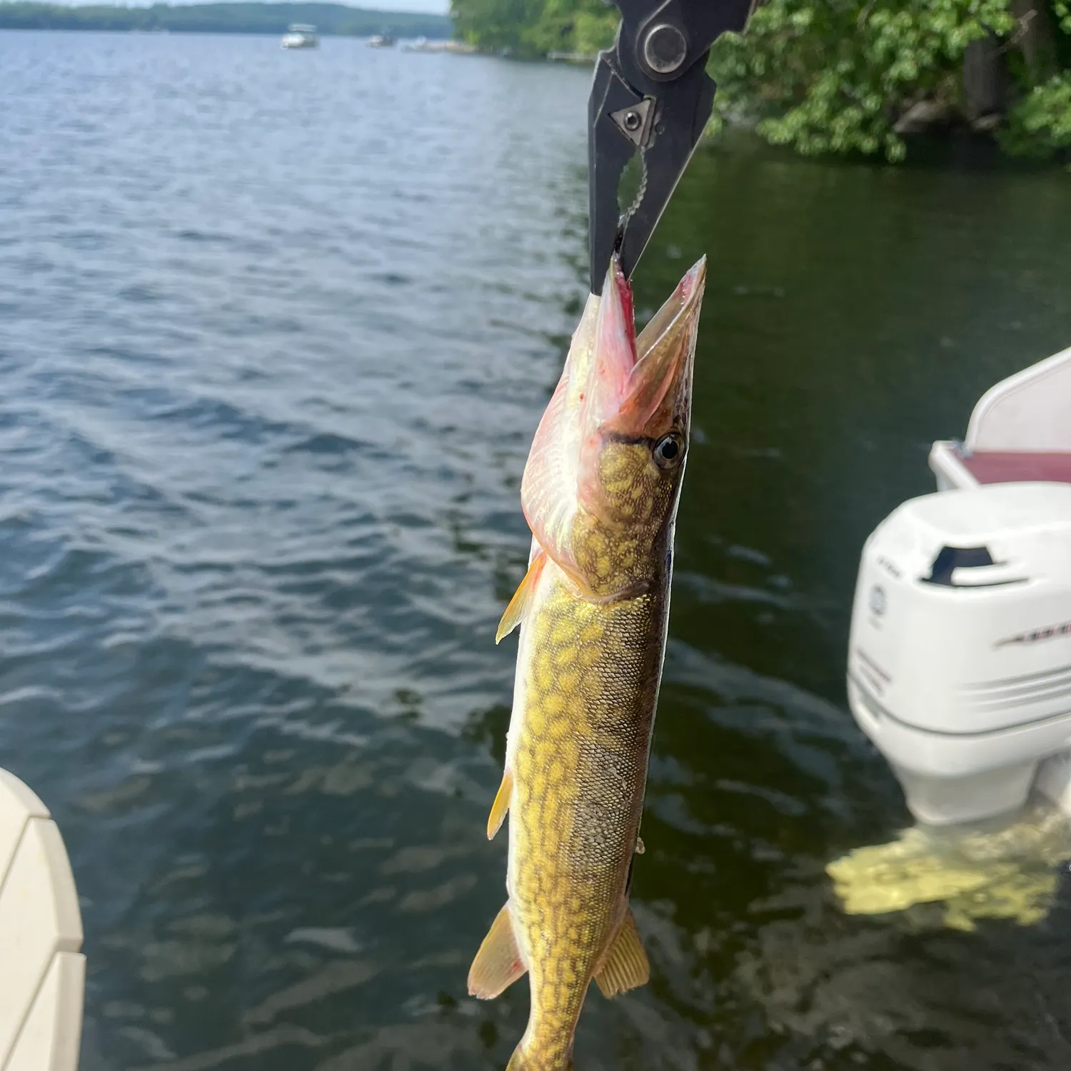 The most recent Chain pickerel catches on Fishbrain