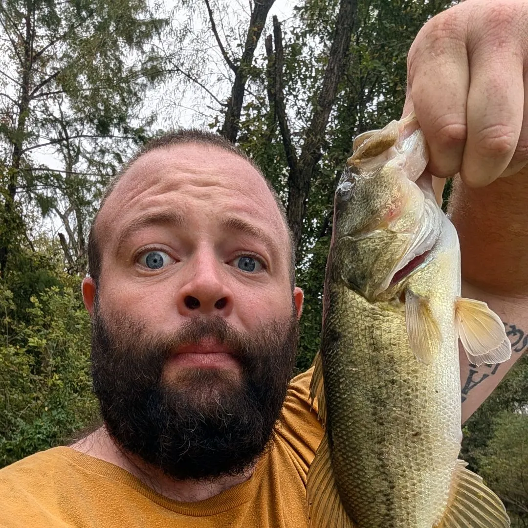 Largemouth bass caught on Fishbrain