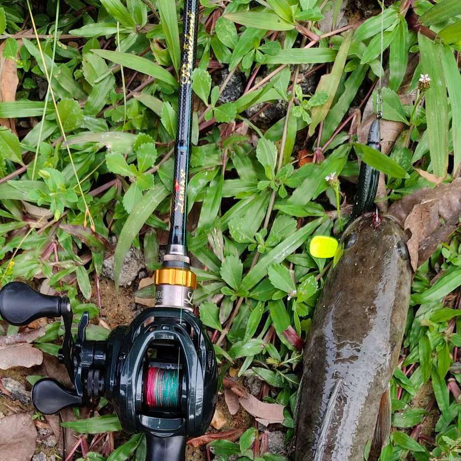 The most recent Hampala barb catches on Fishbrain