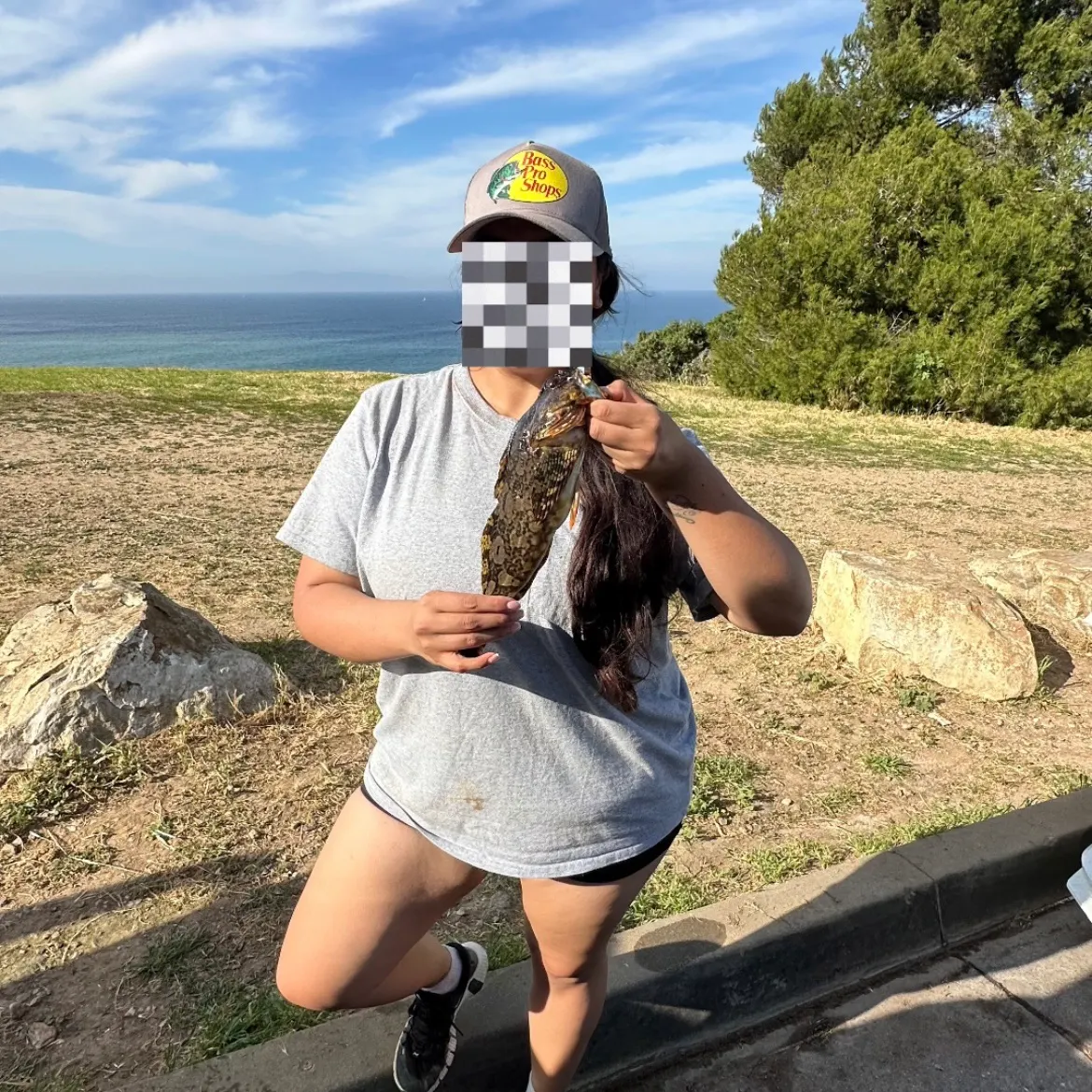 The most recent Cabezon catches on Fishbrain
