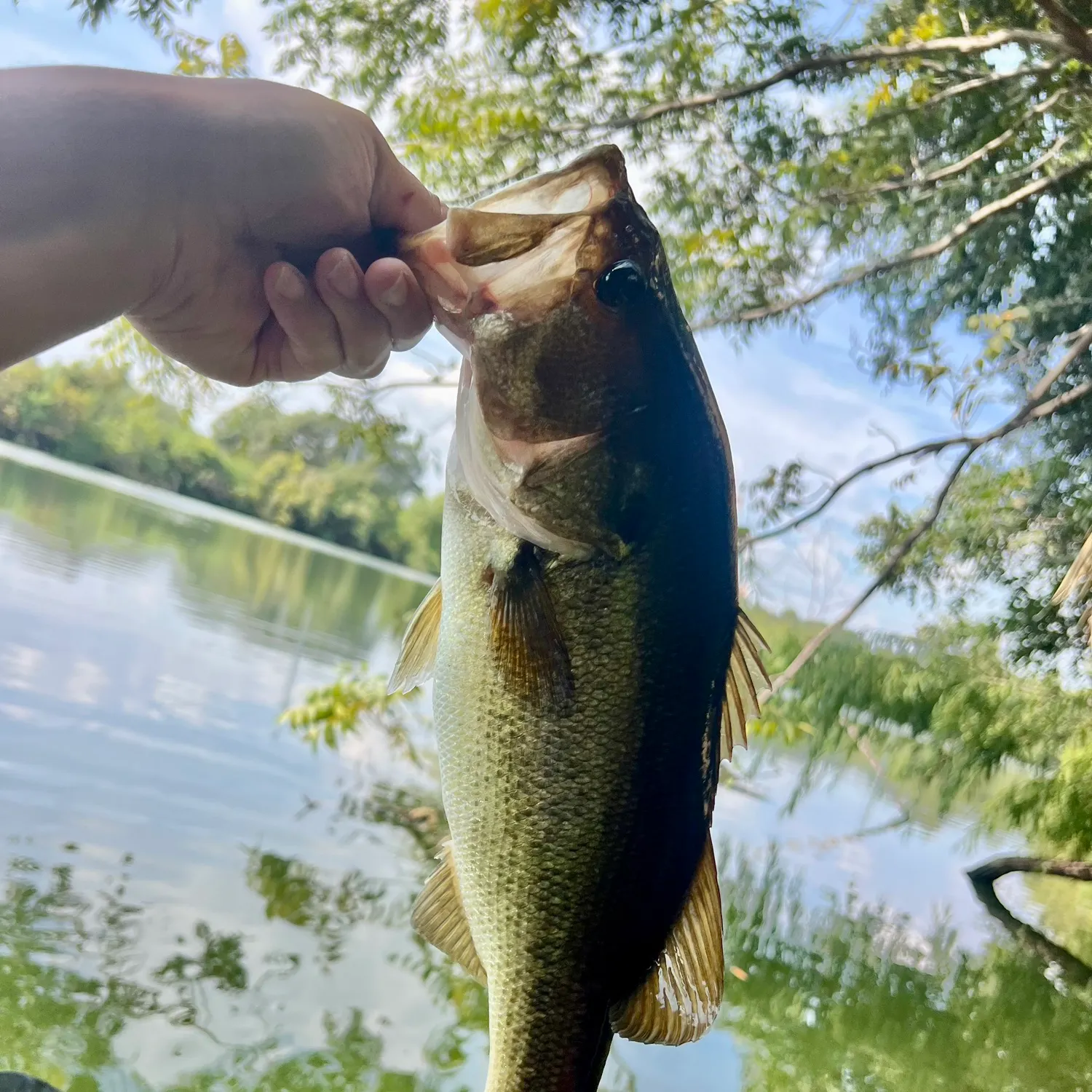 Largemouth bass caught on Fishbrain