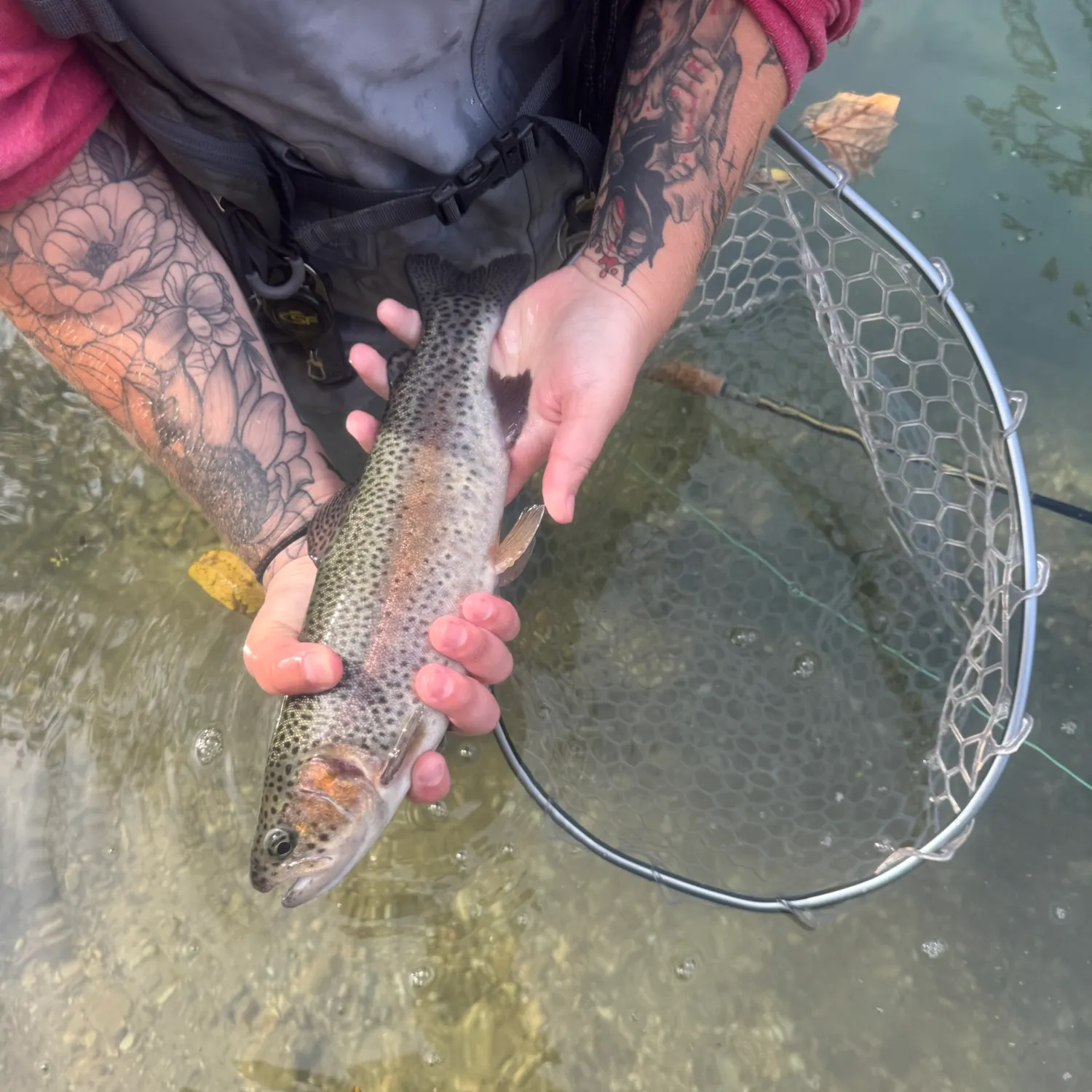 Rainbow trout caught on Fishbrain
