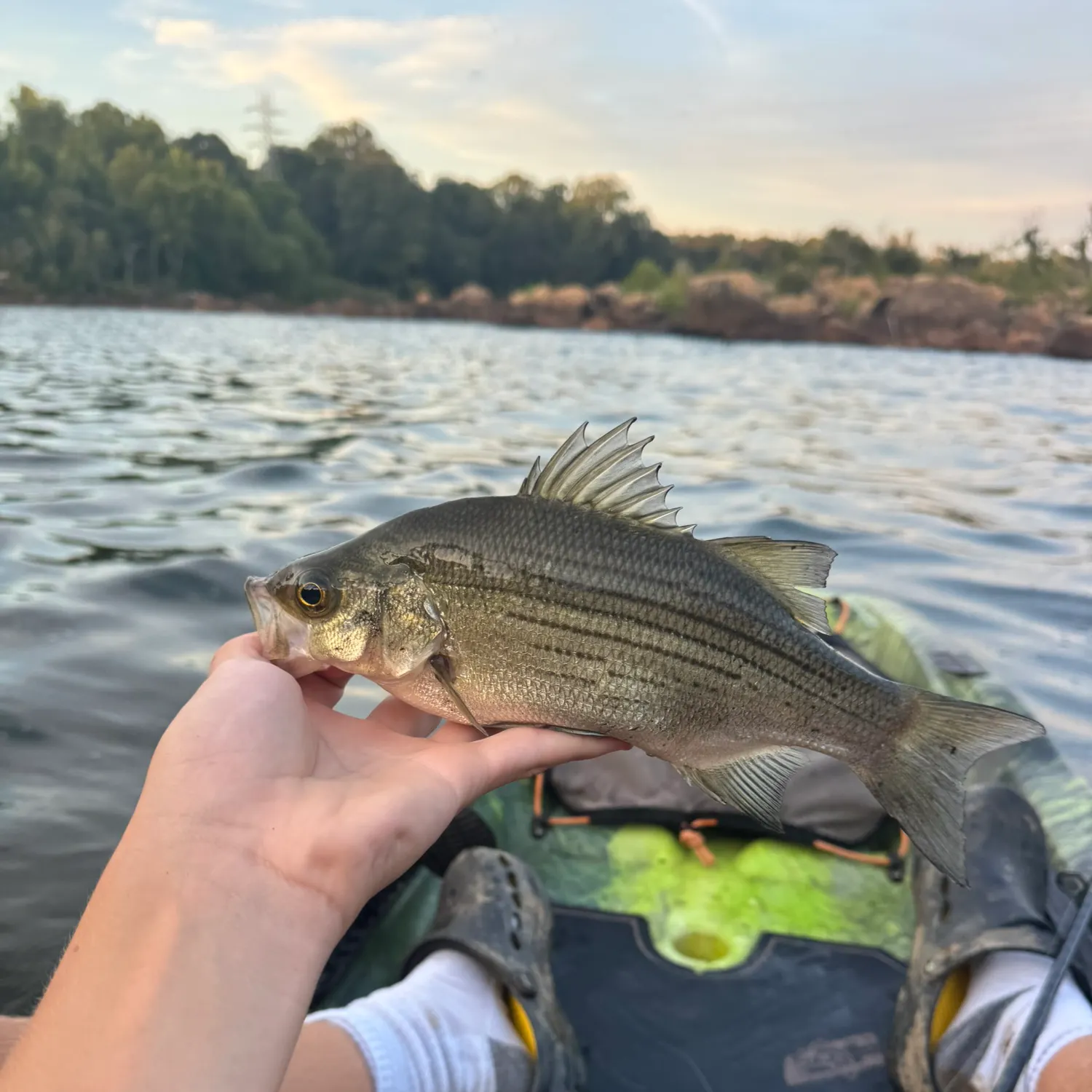 White bass caught on Fishbrain