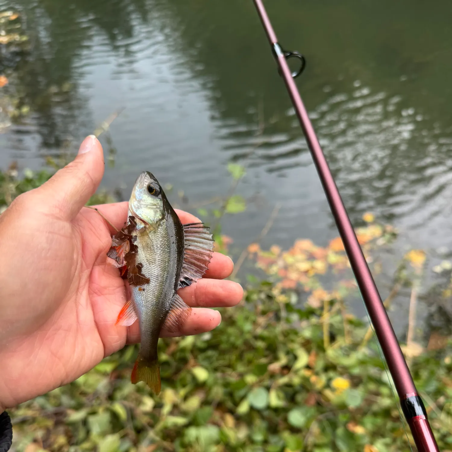 European perch caught on Fishbrain