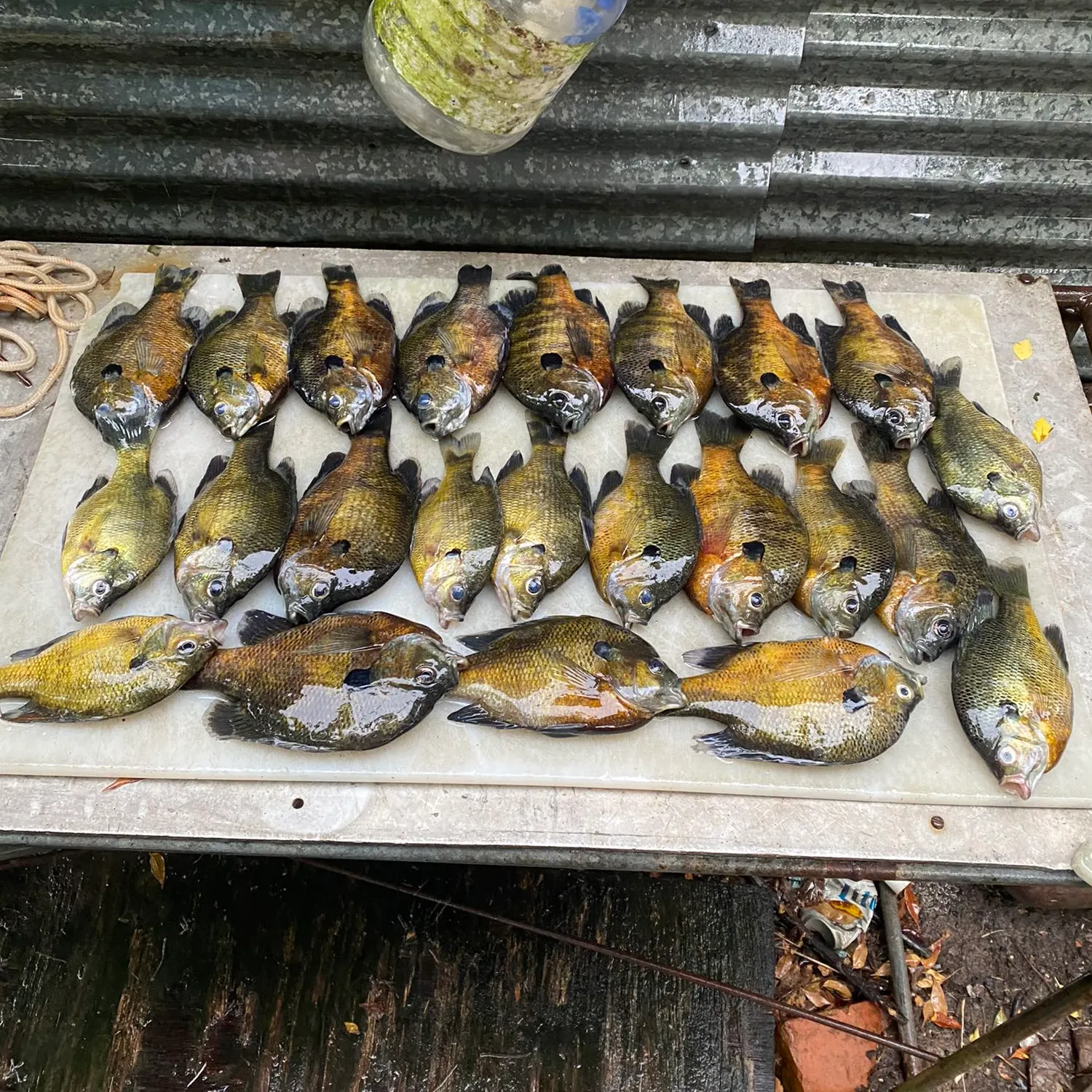 recently logged catches