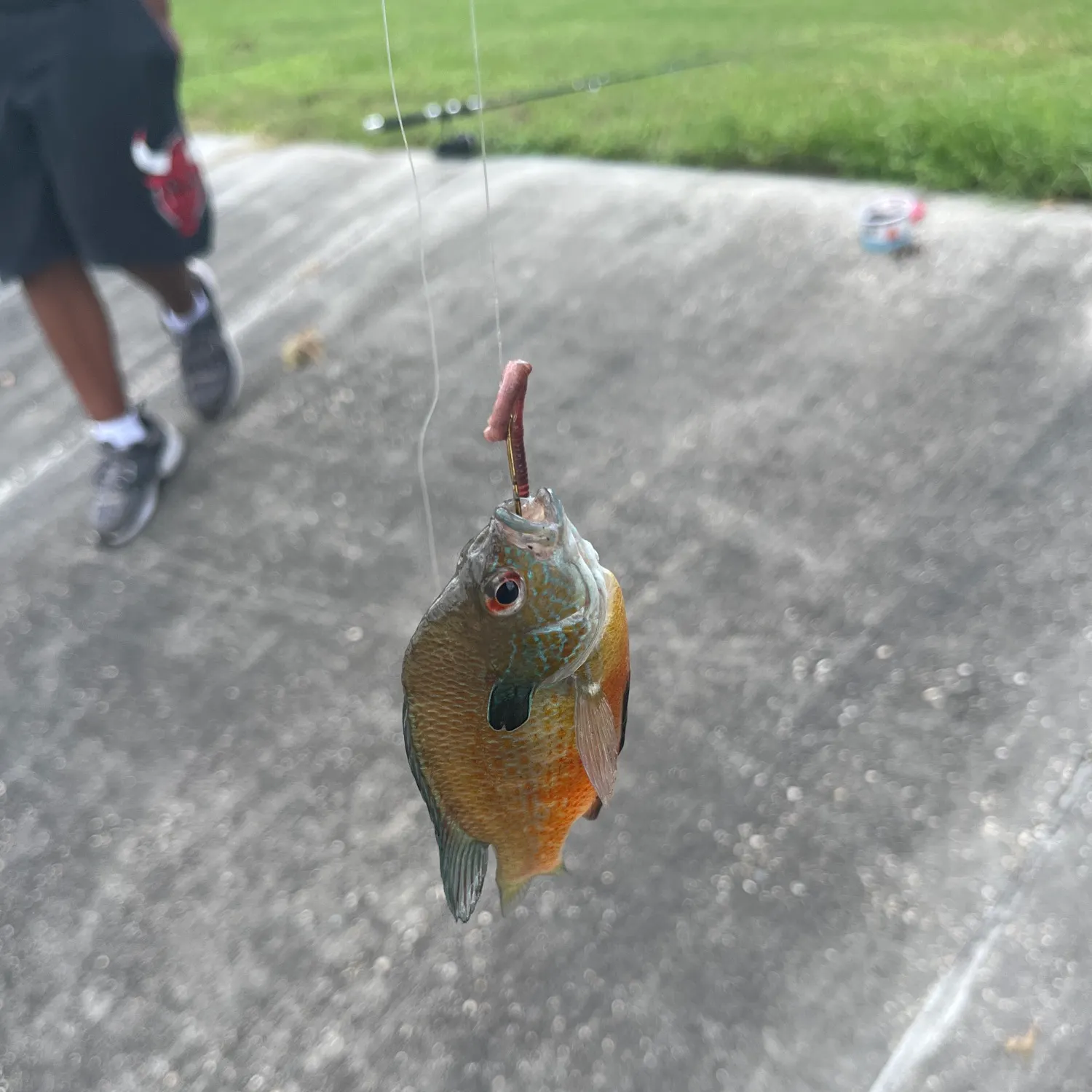 Longear sunfish caught on Fishbrain