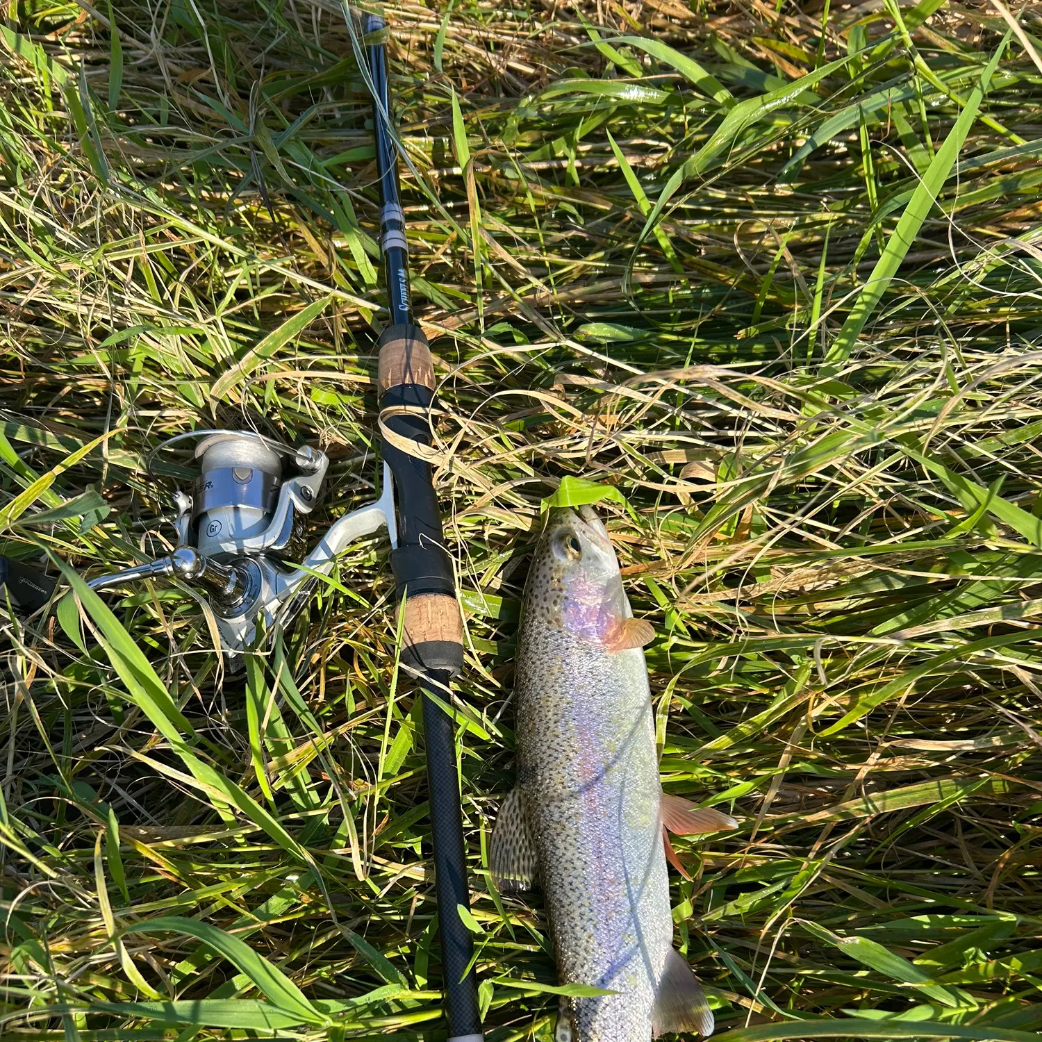 Rainbow trout caught on Fishbrain