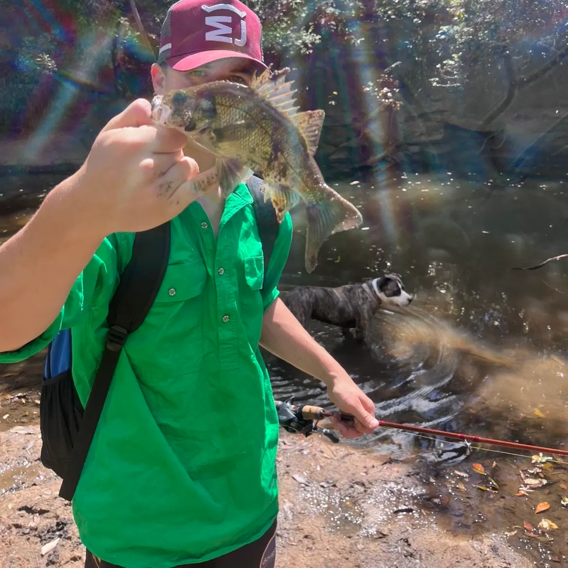Australian bass caught on Fishbrain