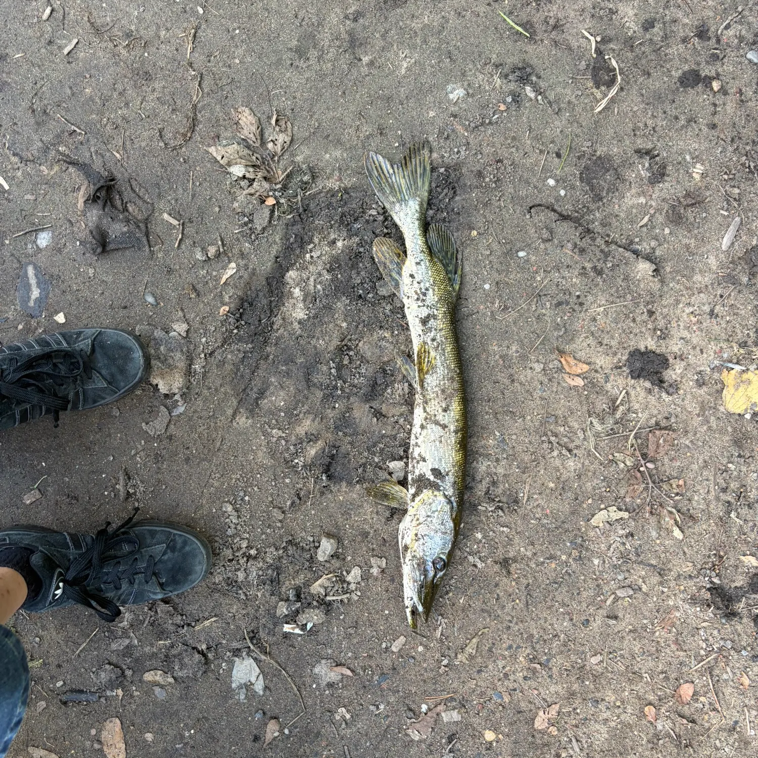 Northern pike caught on Fishbrain