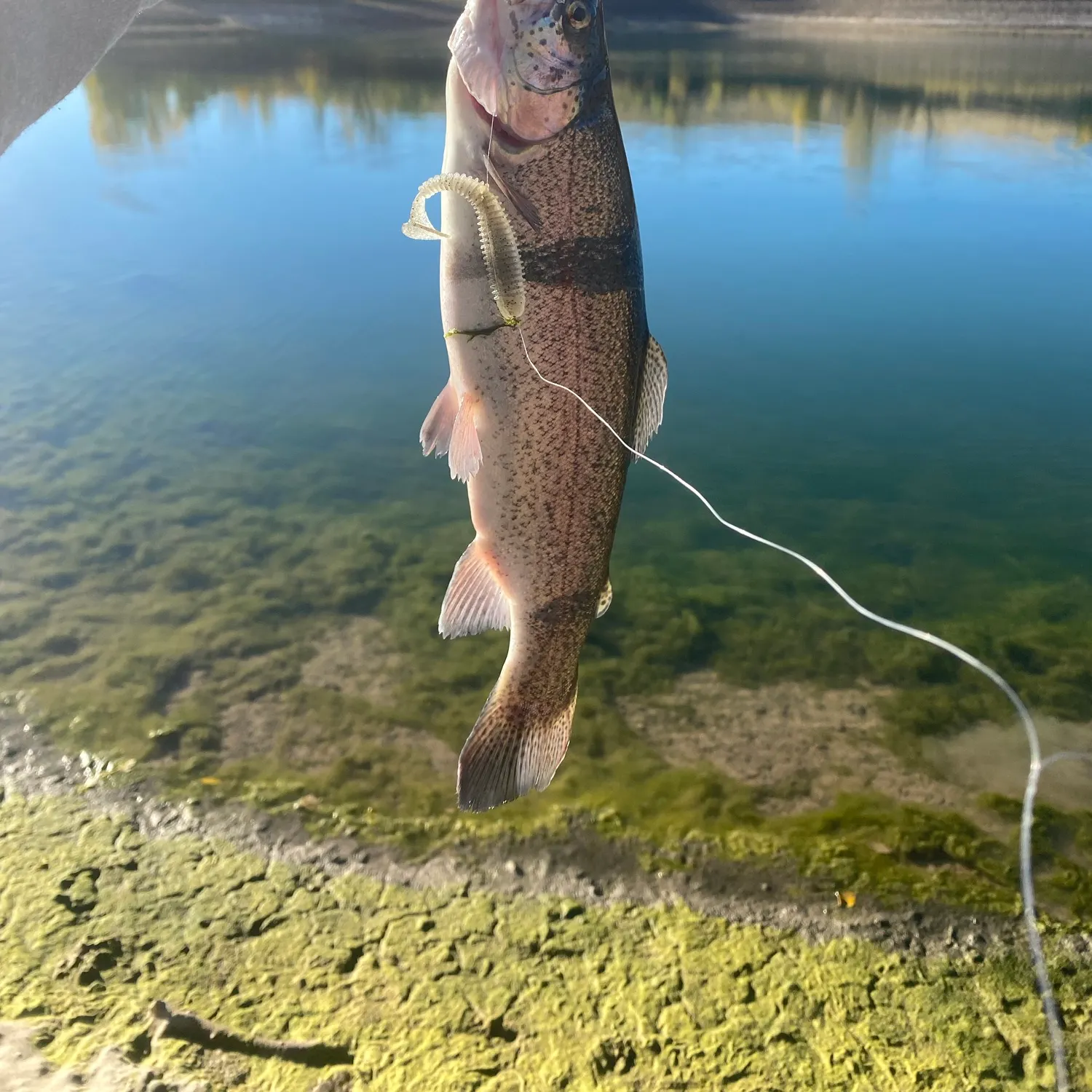 Rainbow trout caught on Fishbrain