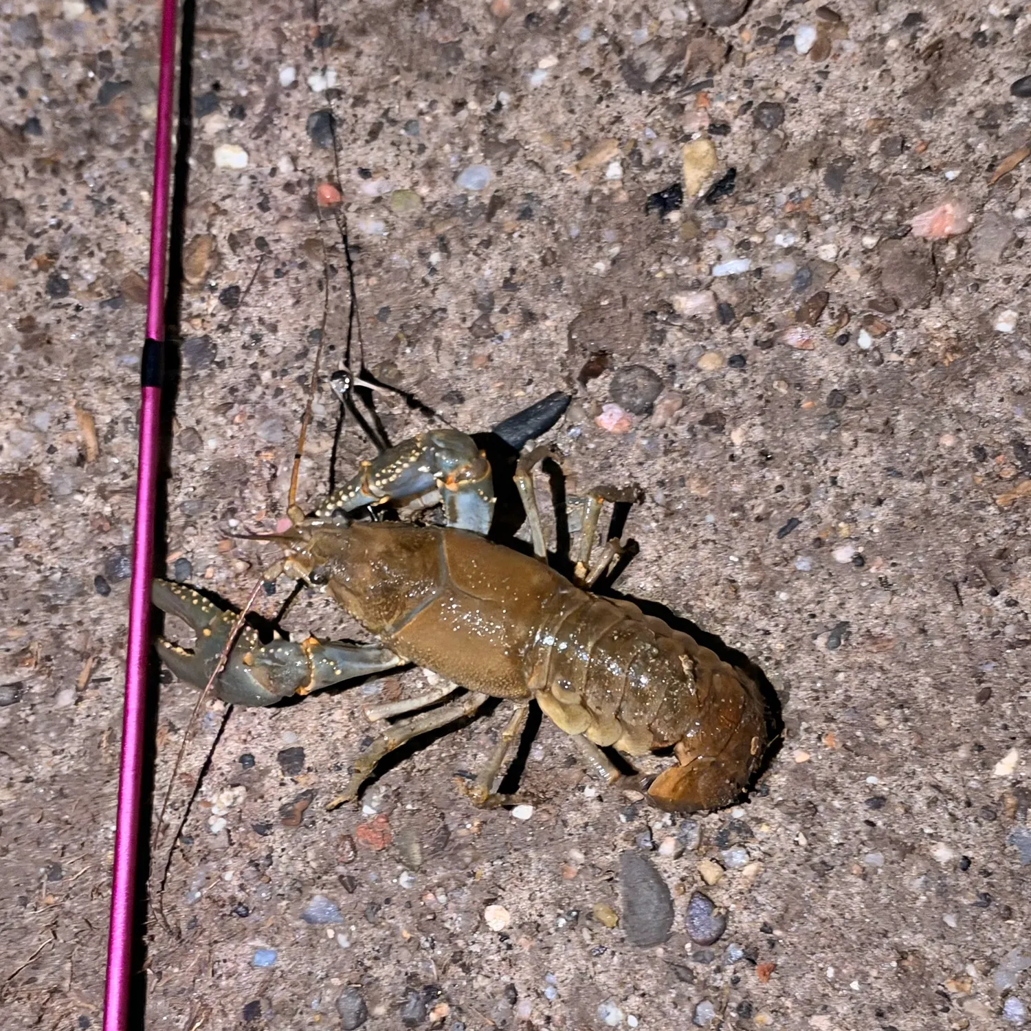 Virile crayfish caught on Fishbrain