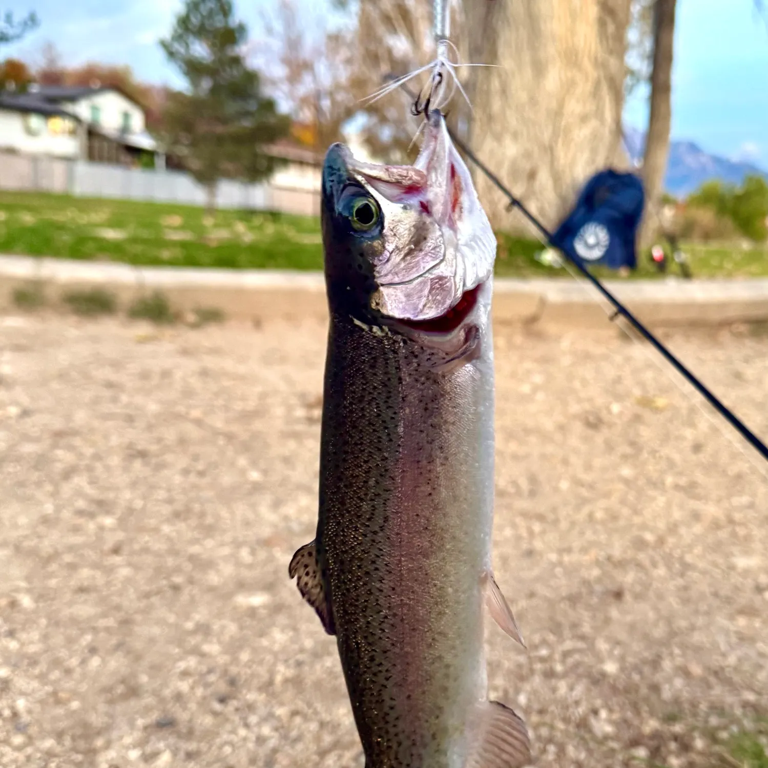 Rainbow trout caught on Fishbrain