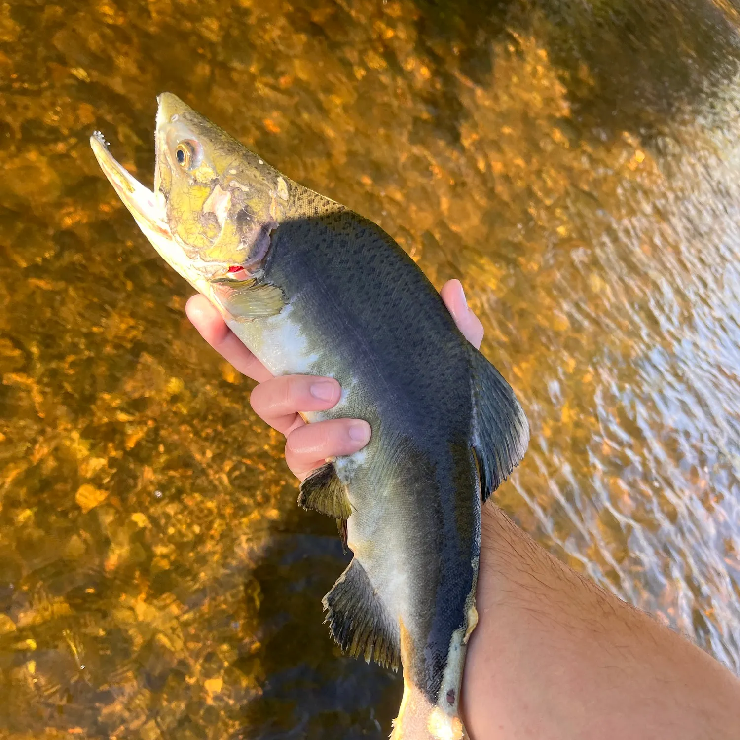 Pink salmon caught on Fishbrain