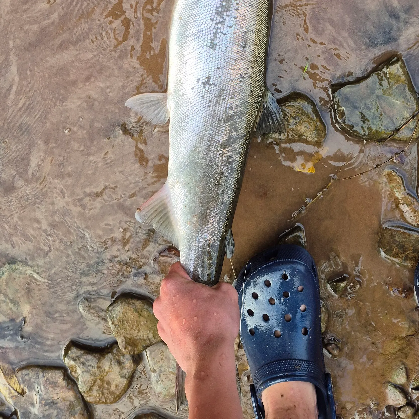 The most recent Coho salmon catches on Fishbrain