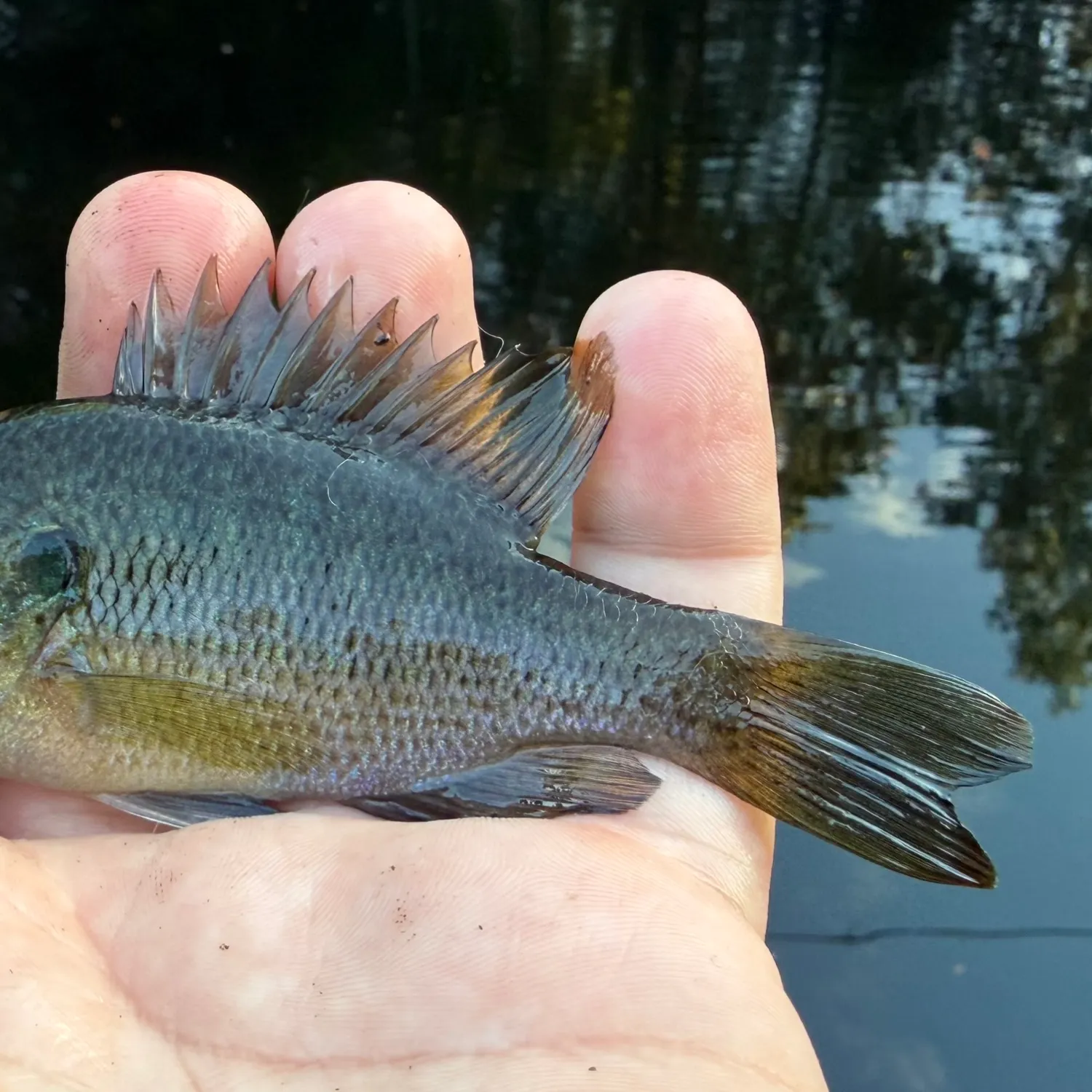 Spotted sunfish caught on Fishbrain