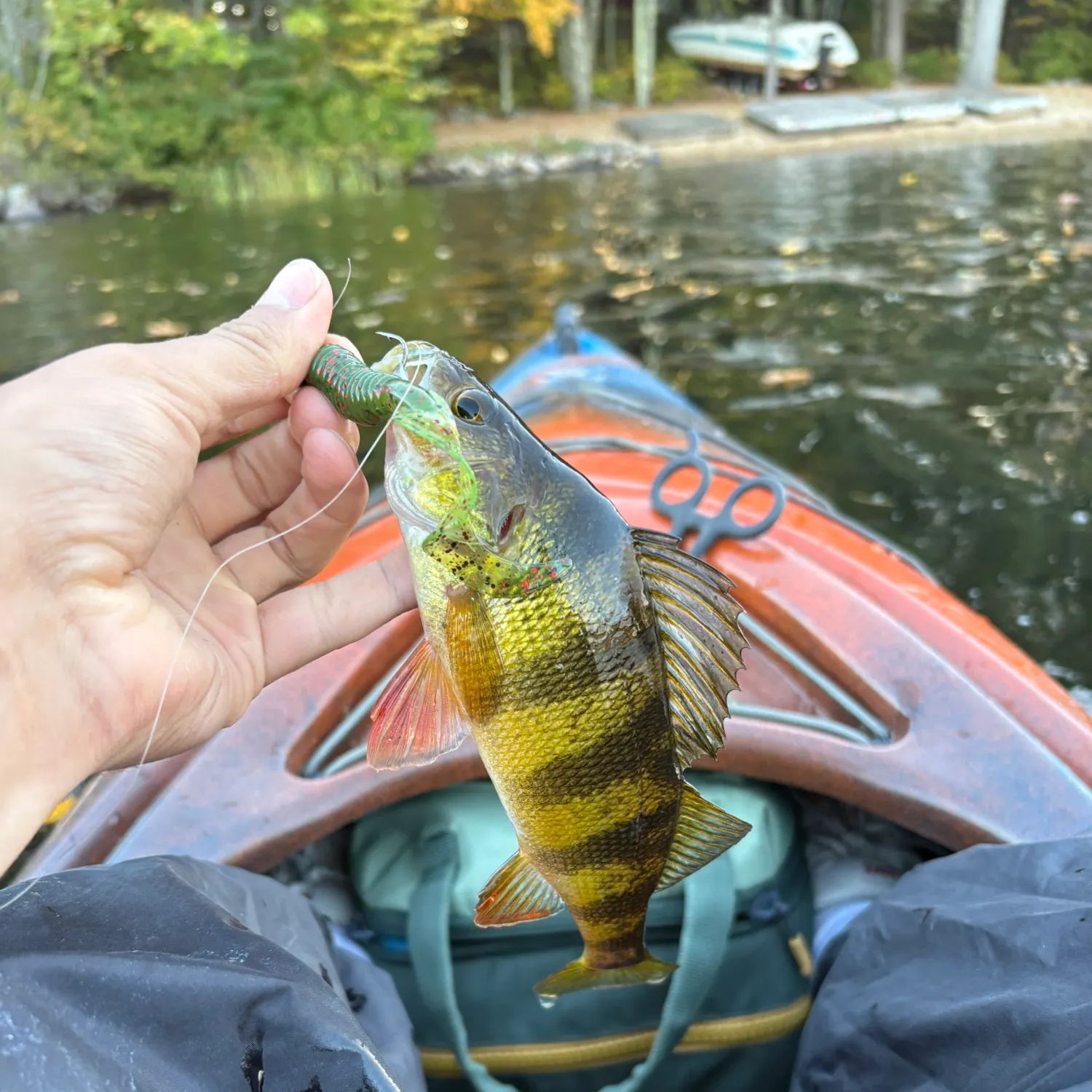 Yellow perch caught on Fishbrain