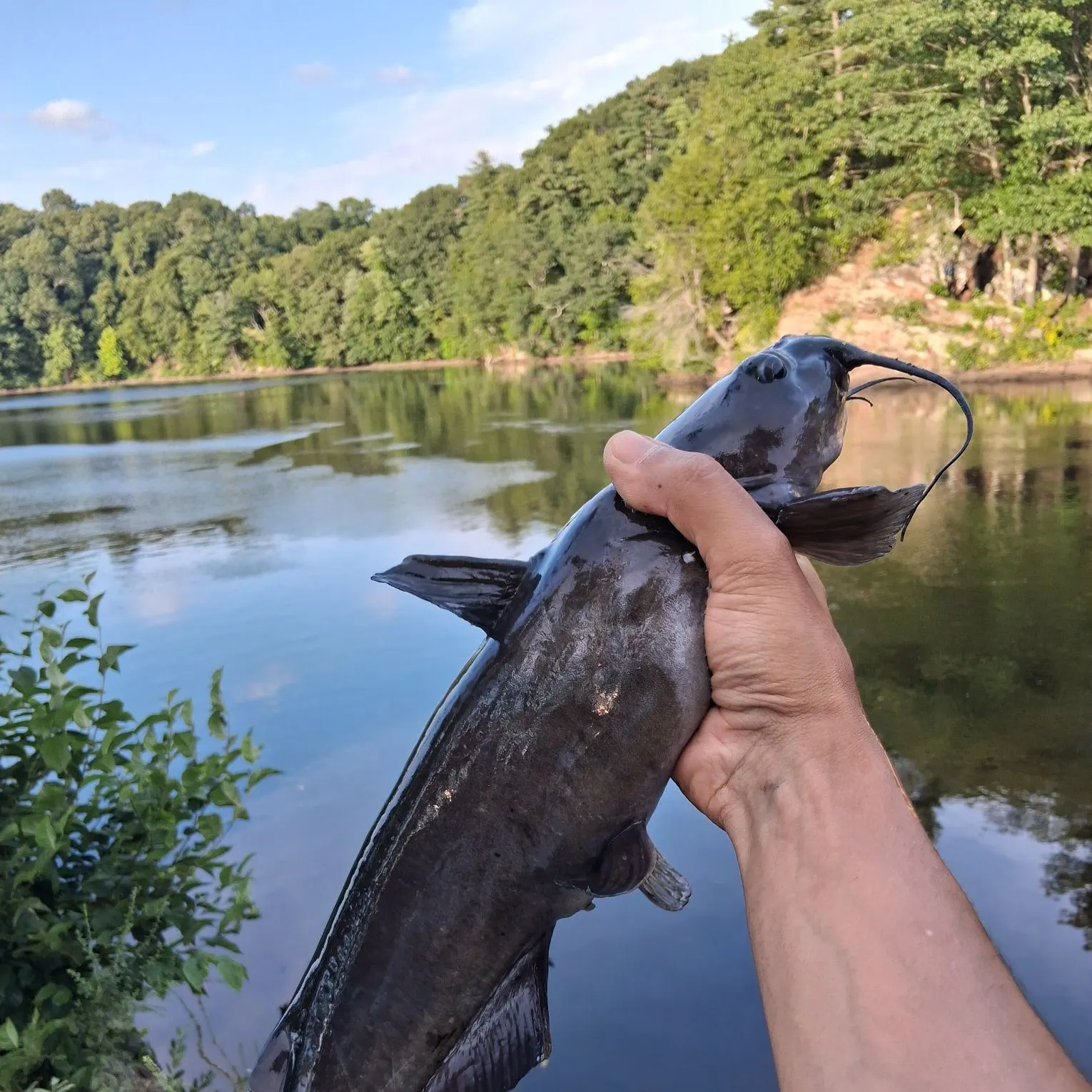 Channel catfish caught on Fishbrain