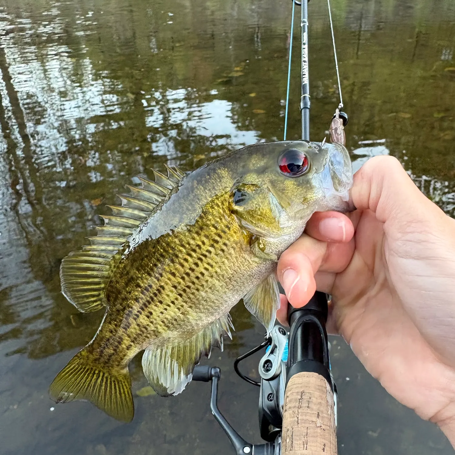 Rock bass caught on Fishbrain