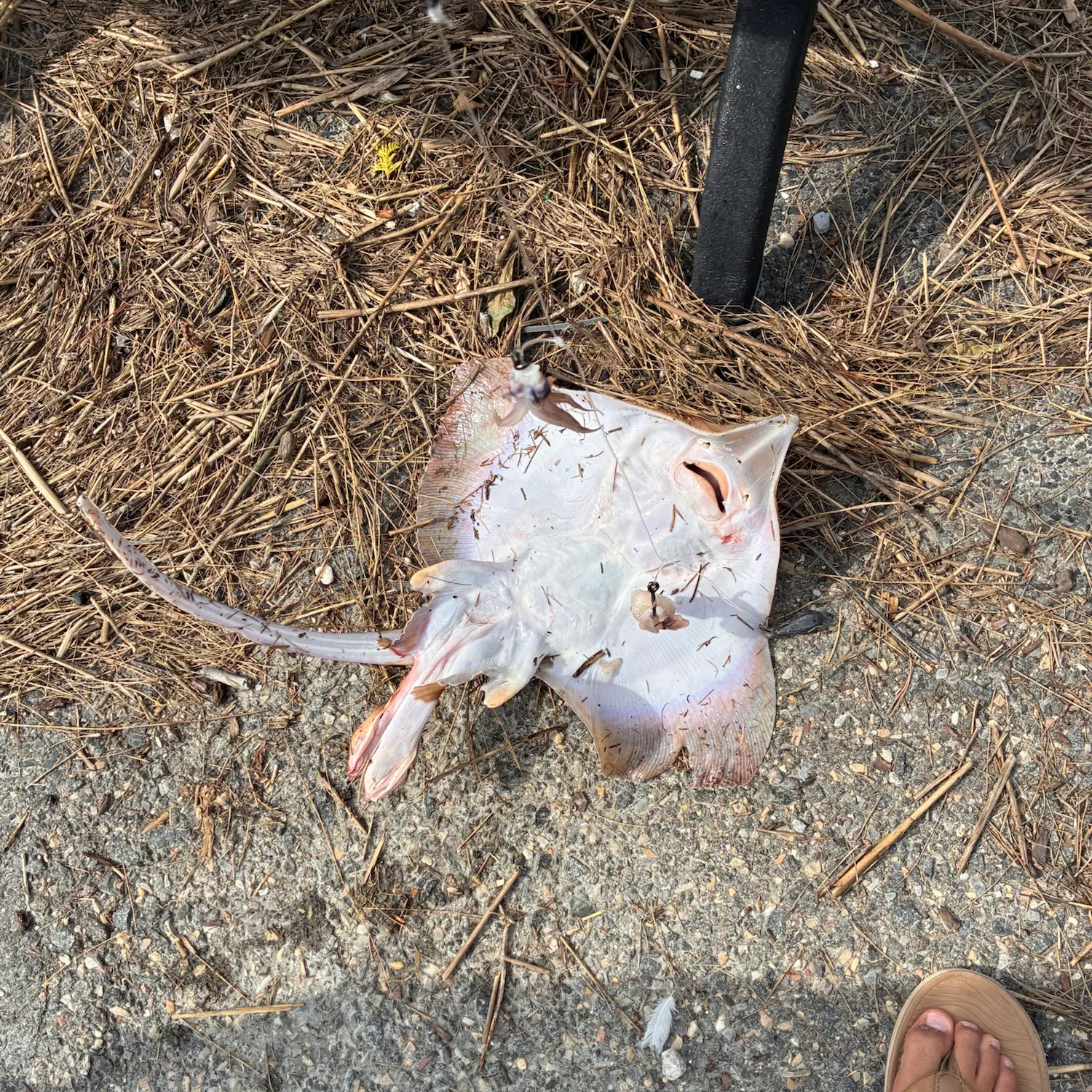 The most recent Starry ray catches on Fishbrain