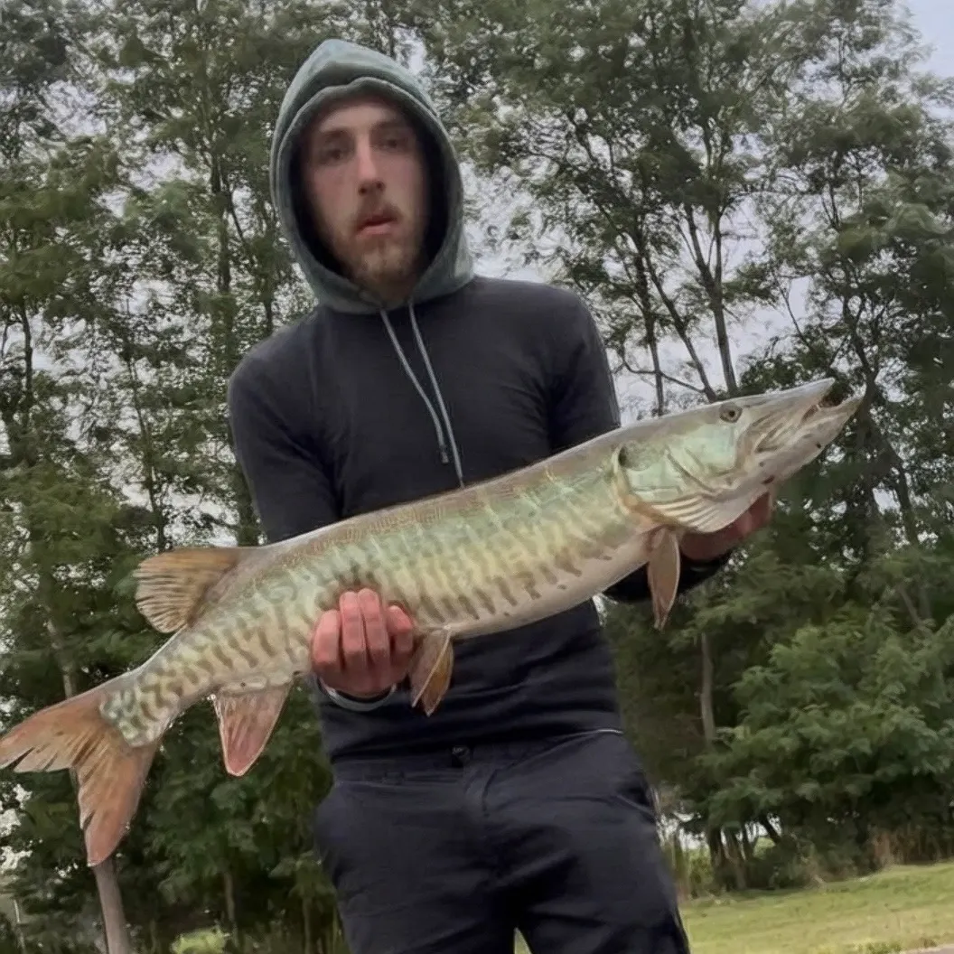 The most recent Tiger muskie catches on Fishbrain