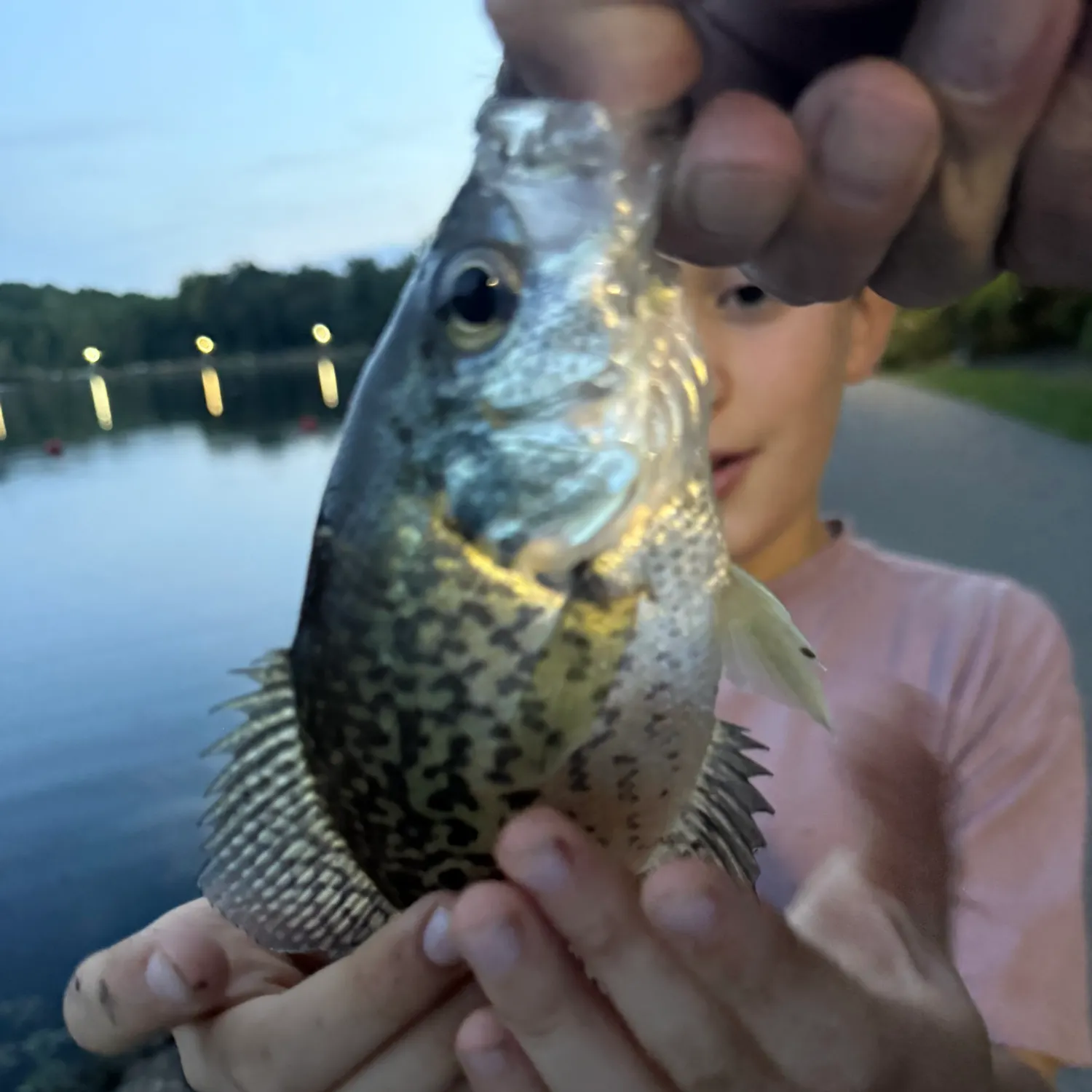 Black crappie caught on Fishbrain
