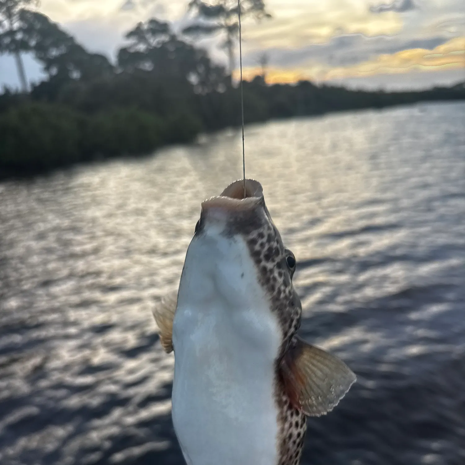 The most recent Yellowspotted puffer catches on Fishbrain